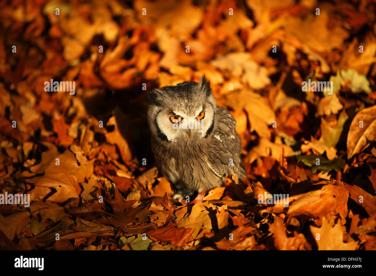 Petit Eagle Owl nichée dans les feuilles d'automne Banque D'Images