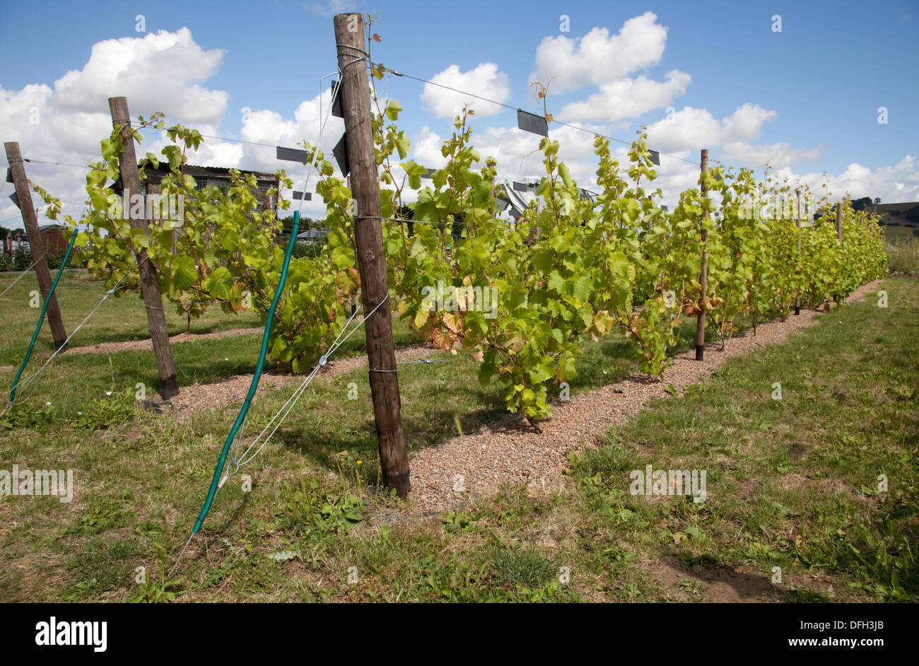 Les jeunes vignes à nouveau vignoble communautaire Attribution Mickleton site UK Banque D'Images