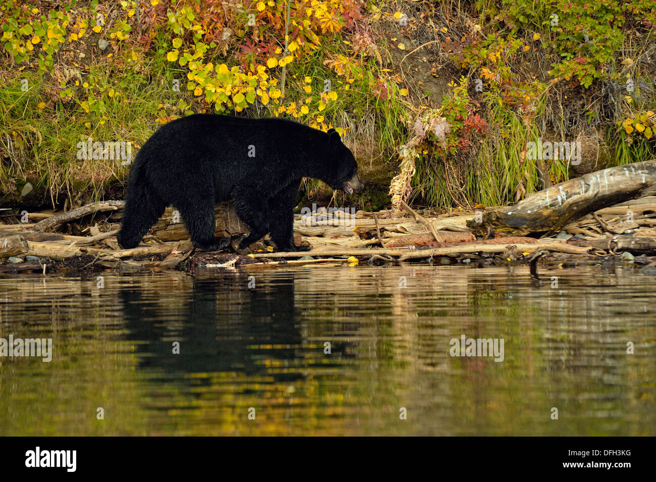 Ours noir, Ursus americanus, à la recherche de saumons sockeye fraye, Chilcotin Wilderness, British Columbia, Canada Banque D'Images