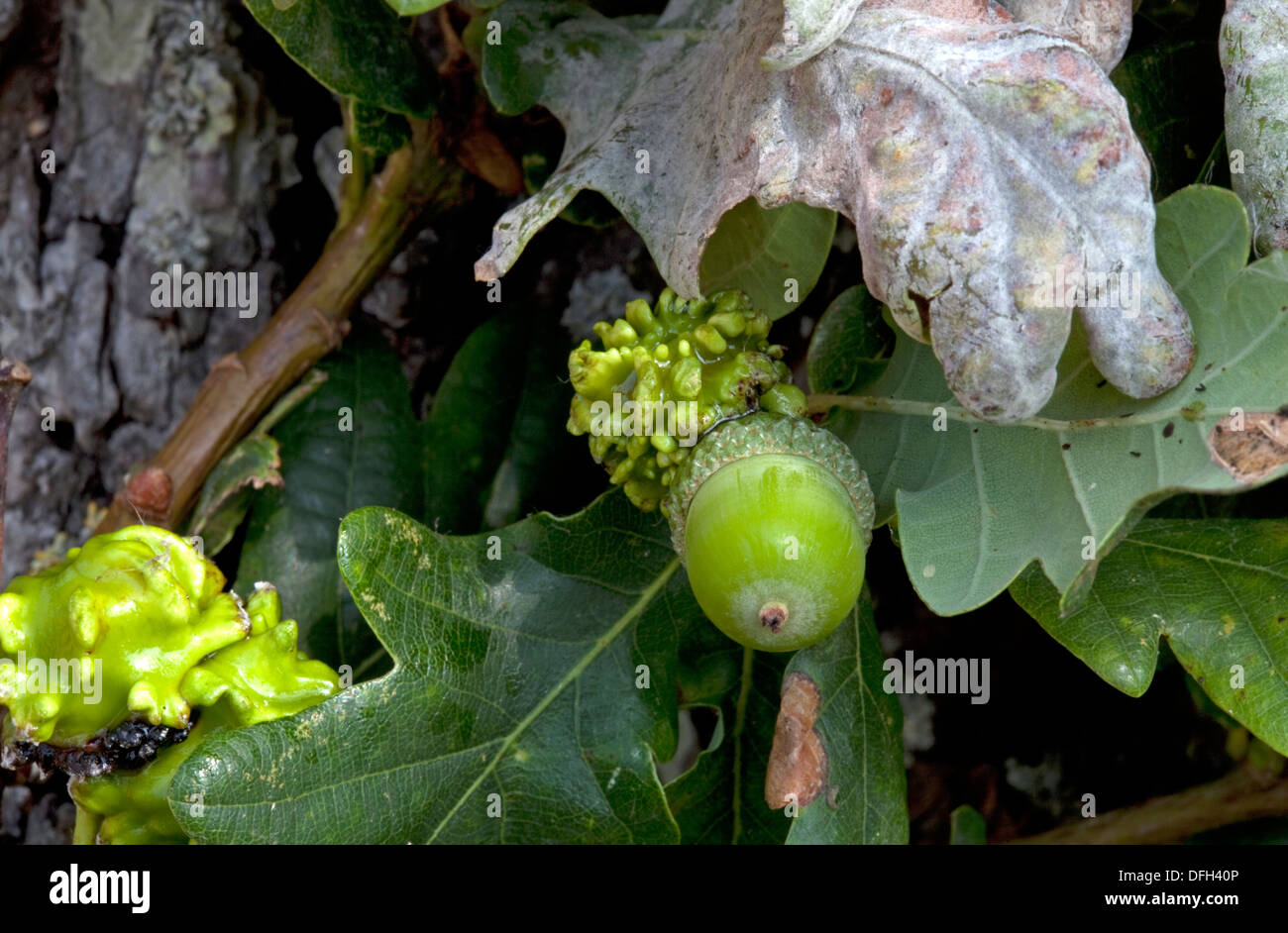 Acorn Knopper gall sur arbre de chêne causé par Andricus quercuscalicis Colemans Hill Farm Mickleton UK Banque D'Images