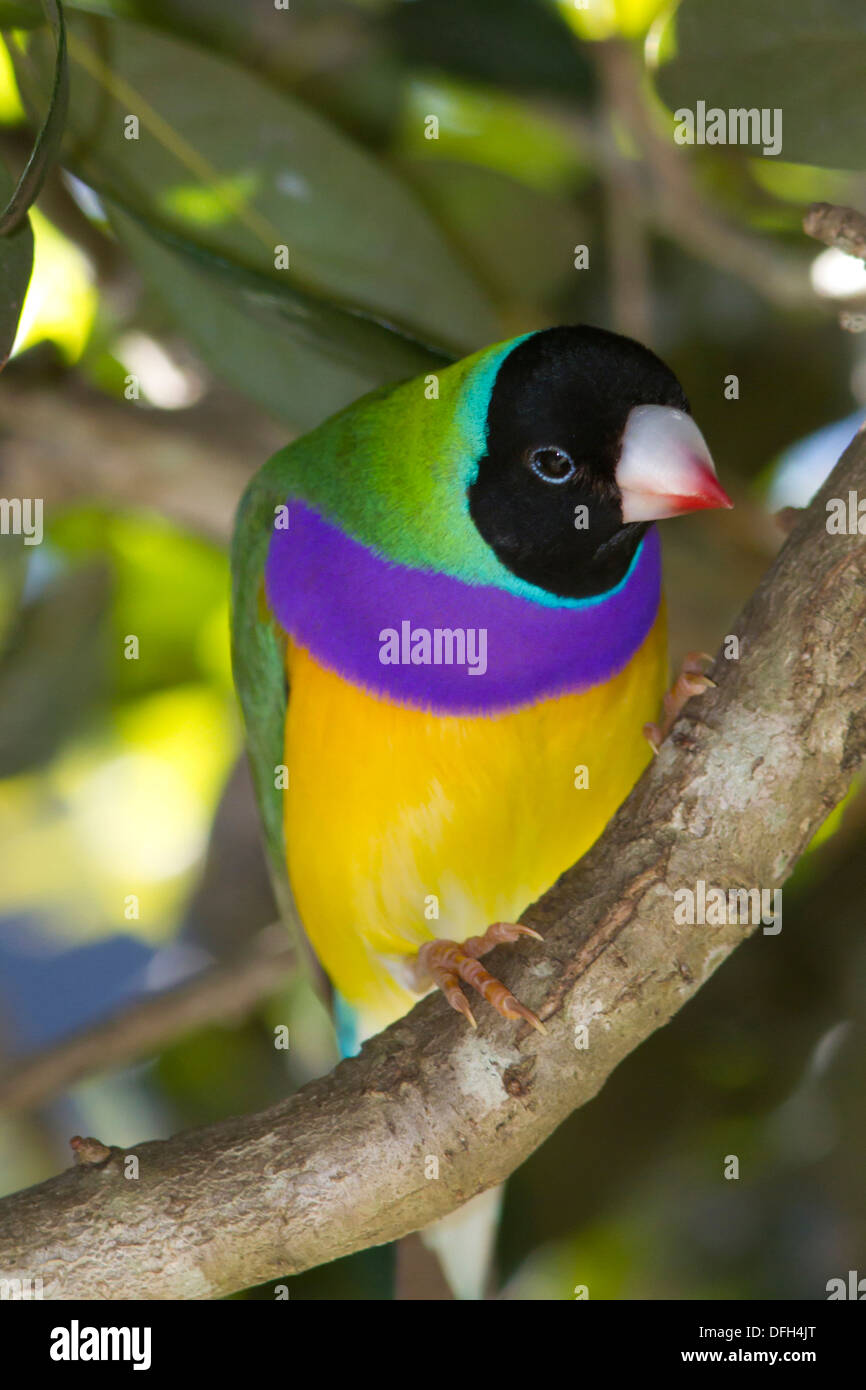 Lady Gouldian Finch (Erythrura gouldiae) mâle à tête noire - Fort Lauderdale, Floride. Banque D'Images