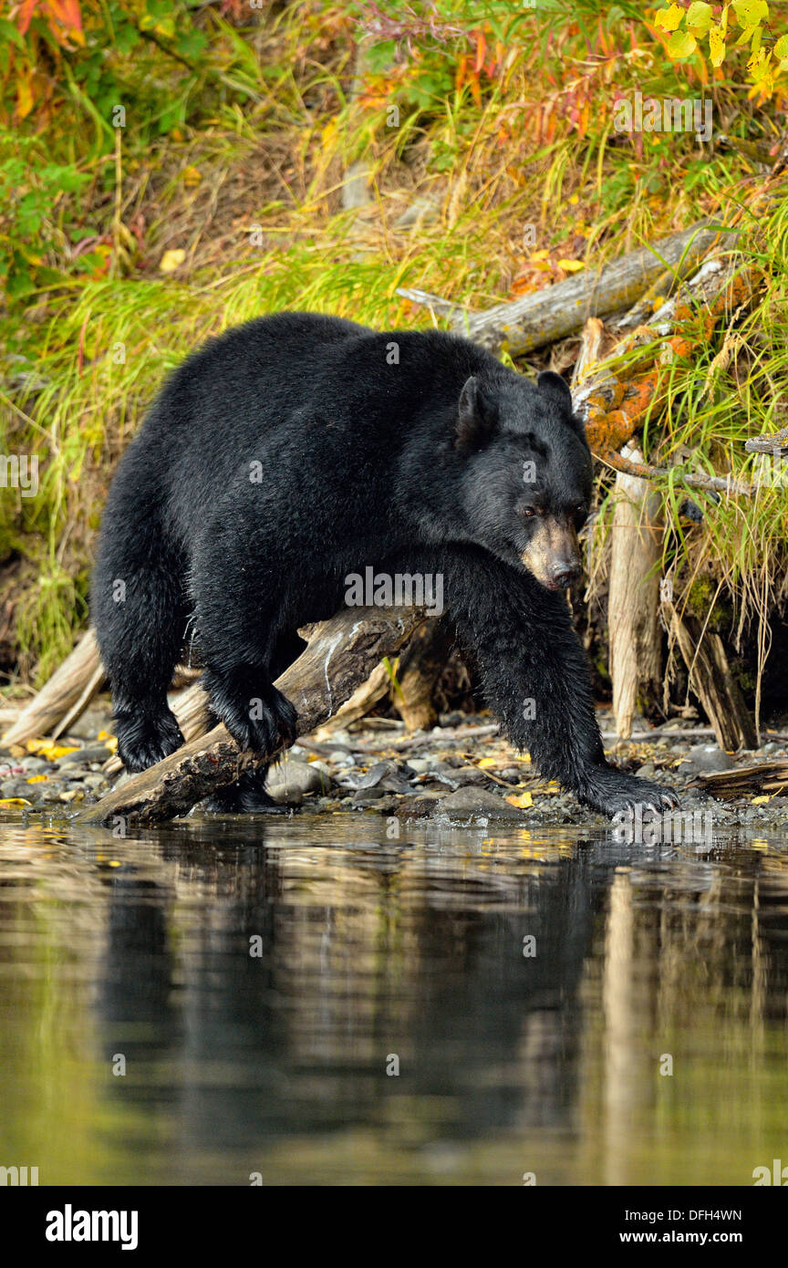 Ours noir, Ursus americanus, à la recherche de saumons sockeye fraye, Chilcotin Wilderness, British Columbia, Canada Banque D'Images