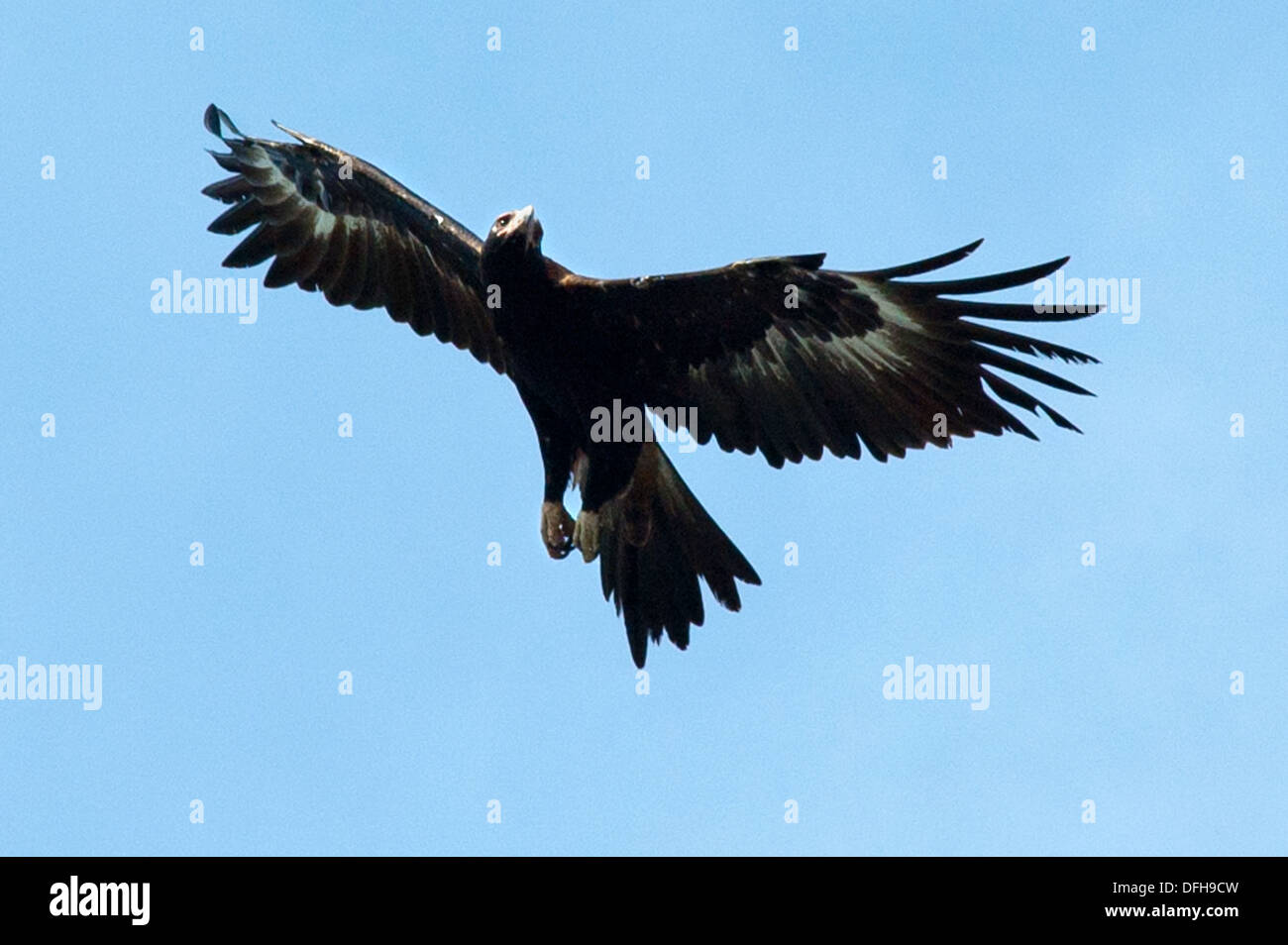 Aigle australien, Whitsundays, Queensland, Australie Banque D'Images