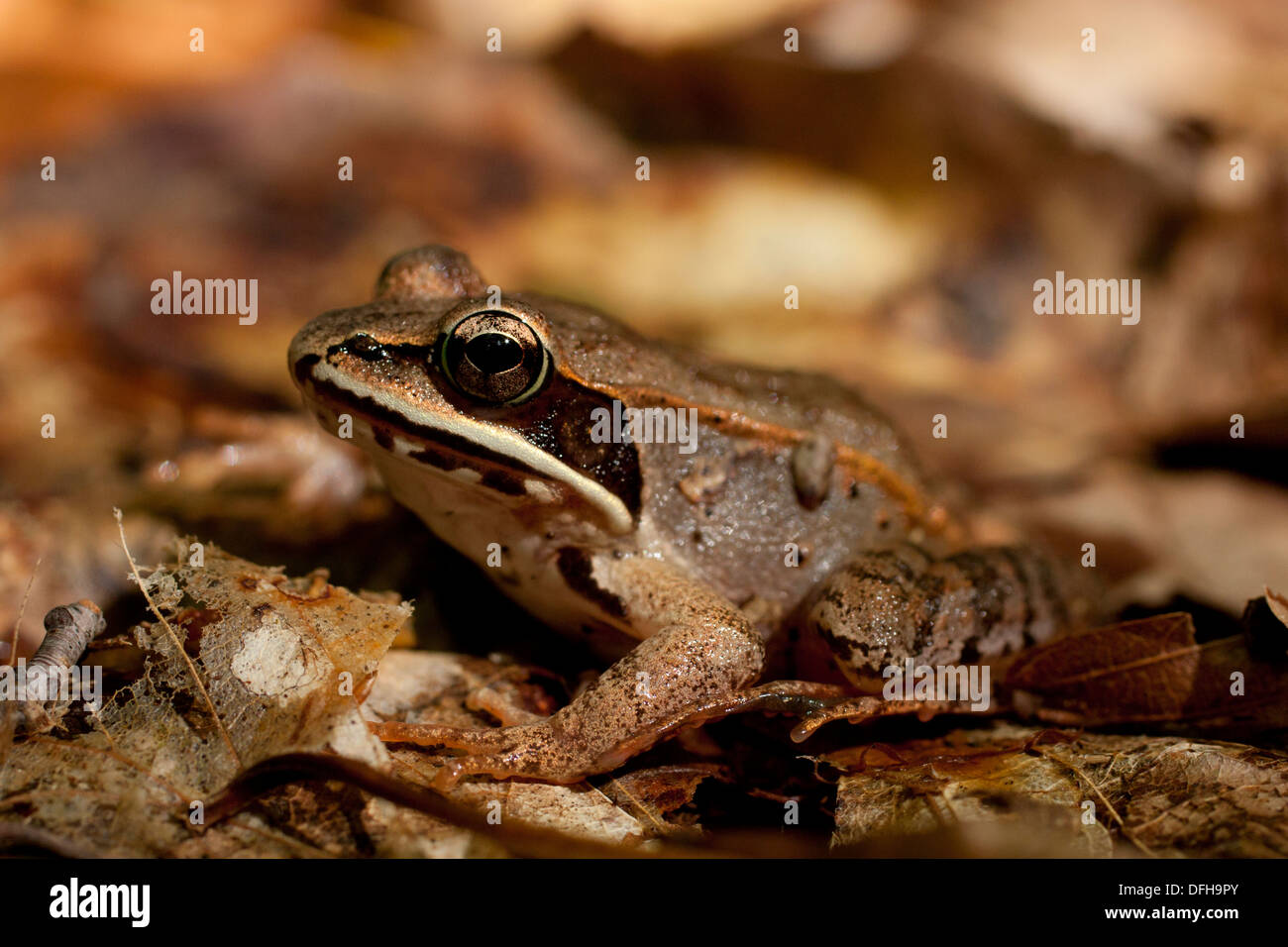 Une séance de la grenouille des bois dans la litière au sol forestier - Lithobates sylvaticus Banque D'Images