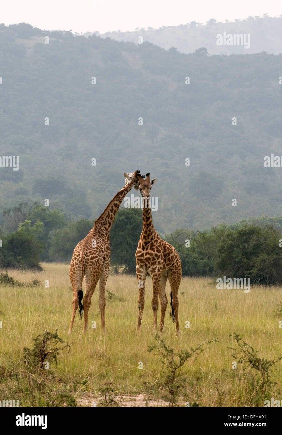 Girafe Giraffa camelopardalis le nord du Parc National de l'Akagera Game Rwanda Afrique Centrale Banque D'Images