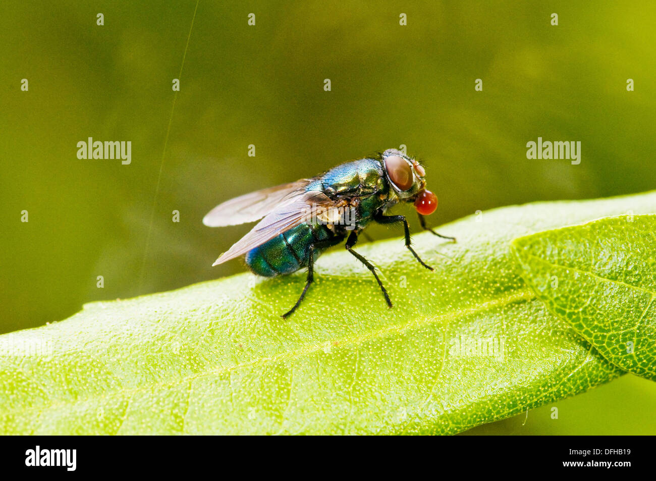 Vomir Du Sang Banque D Image Et Photos Alamy