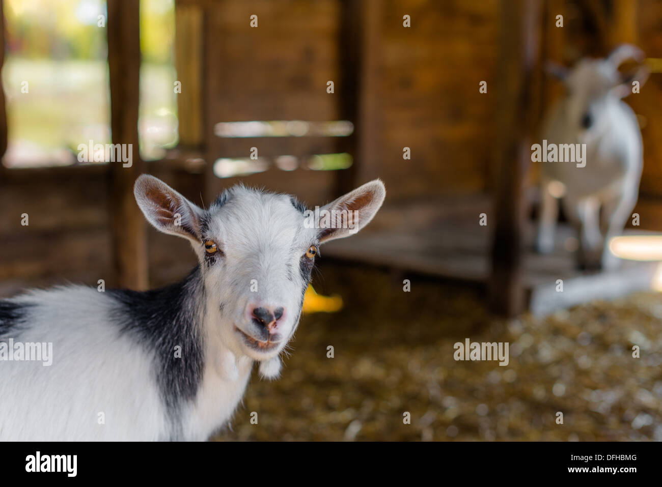 En chèvre Alpine versé sur une ferme en Pennsylvanie Banque D'Images