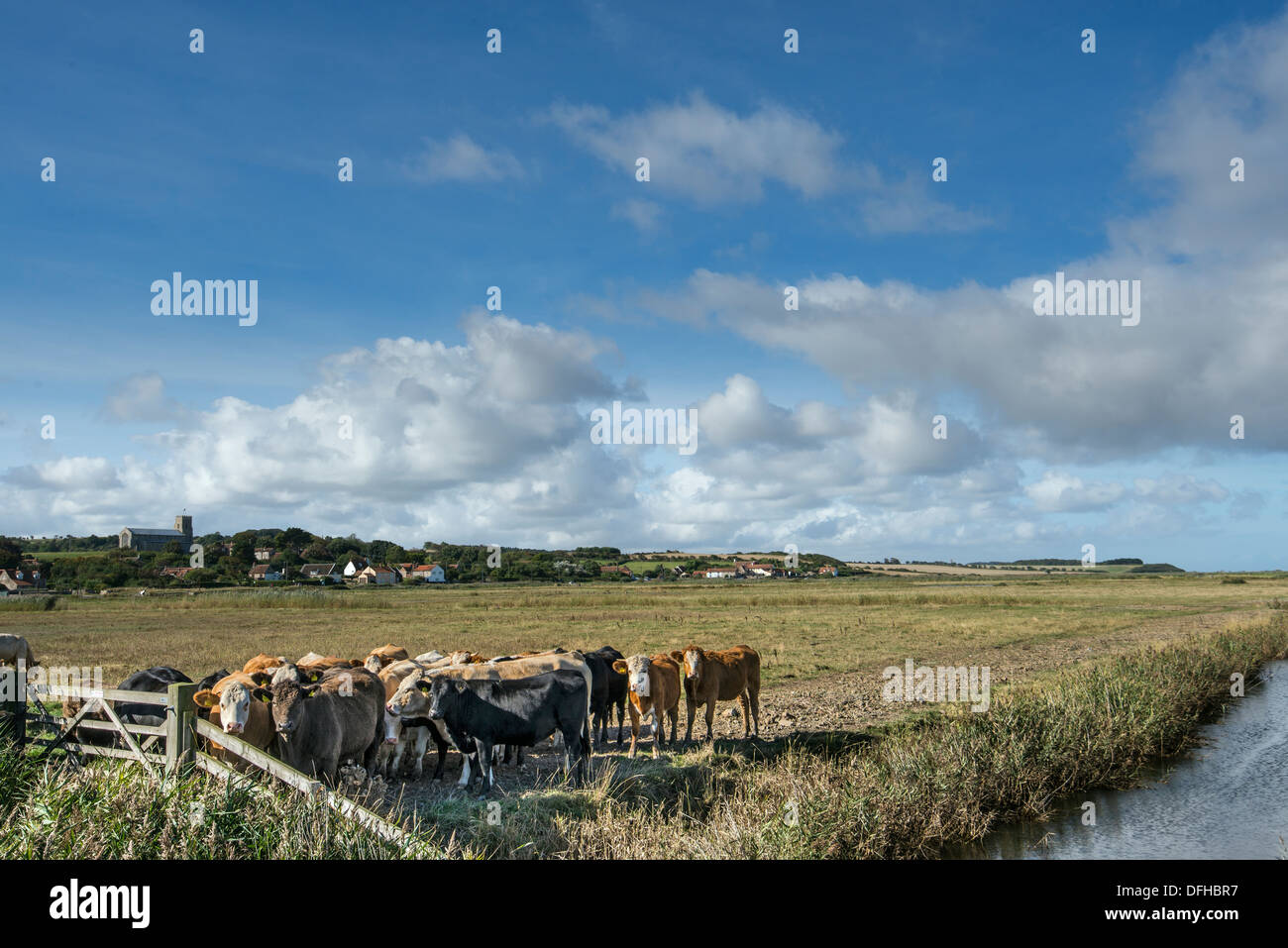Des bovins dans les zones du pâturage côtières marsh, Salthouse, Angleterre, septembre Banque D'Images