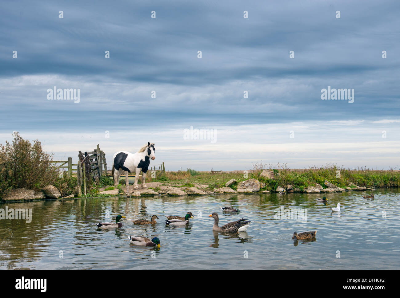 Duck Pond Village à cheval, Salthouse Norfolk, Angleterre Banque D'Images