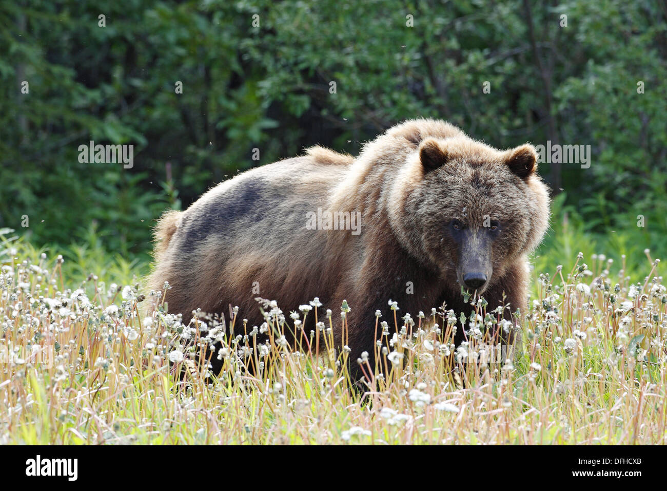 Grizzlybär / / L'ours grizzli Ursus artos horribilis / Kluane-Nationalpark,  et la Réserve de parc national Kluane, Kanada, Canada, USA Photo Stock -  Alamy