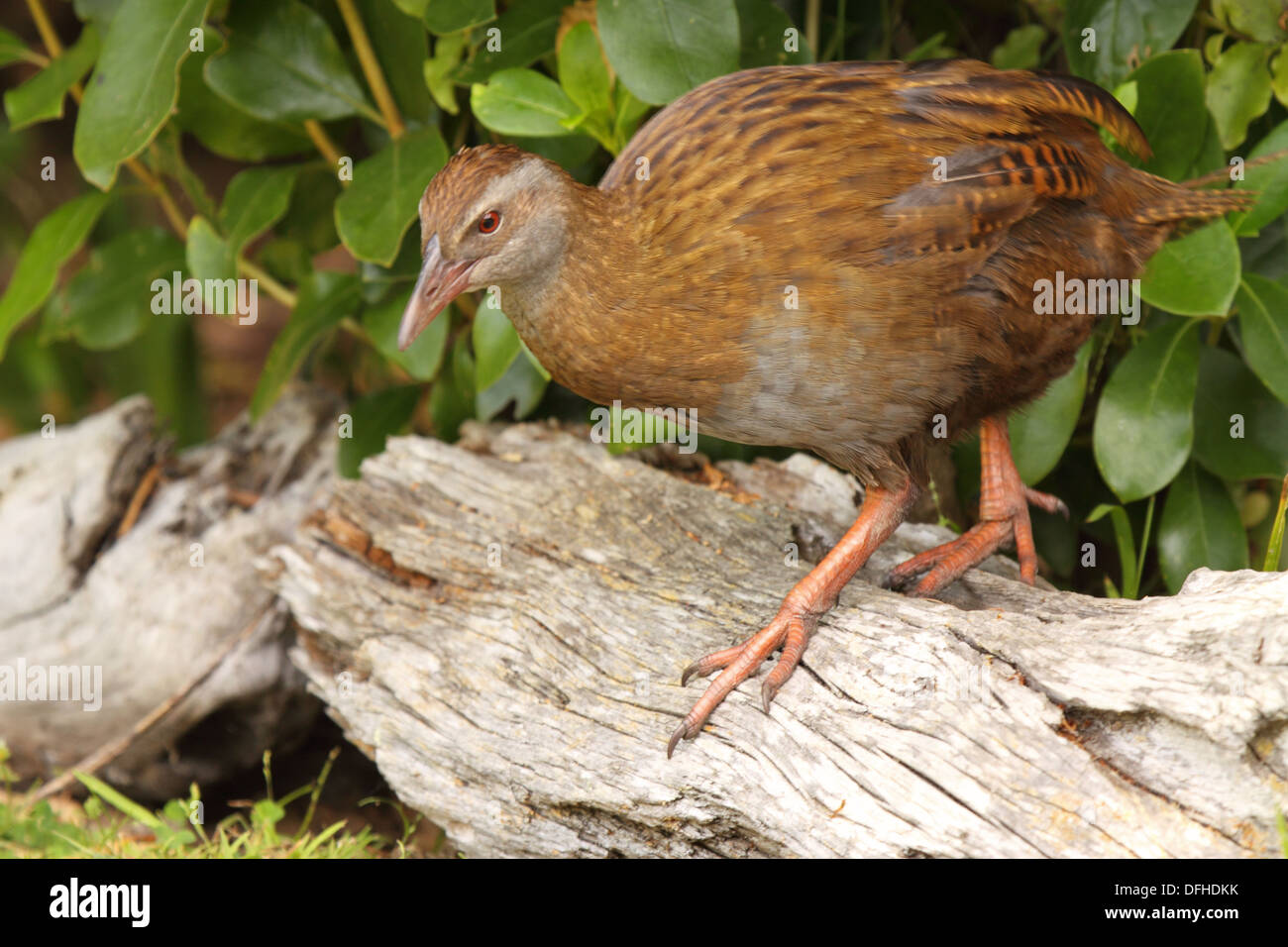 Weka un appuyant sur l'île de Kapiti en Nouvelle-Zélande. Banque D'Images