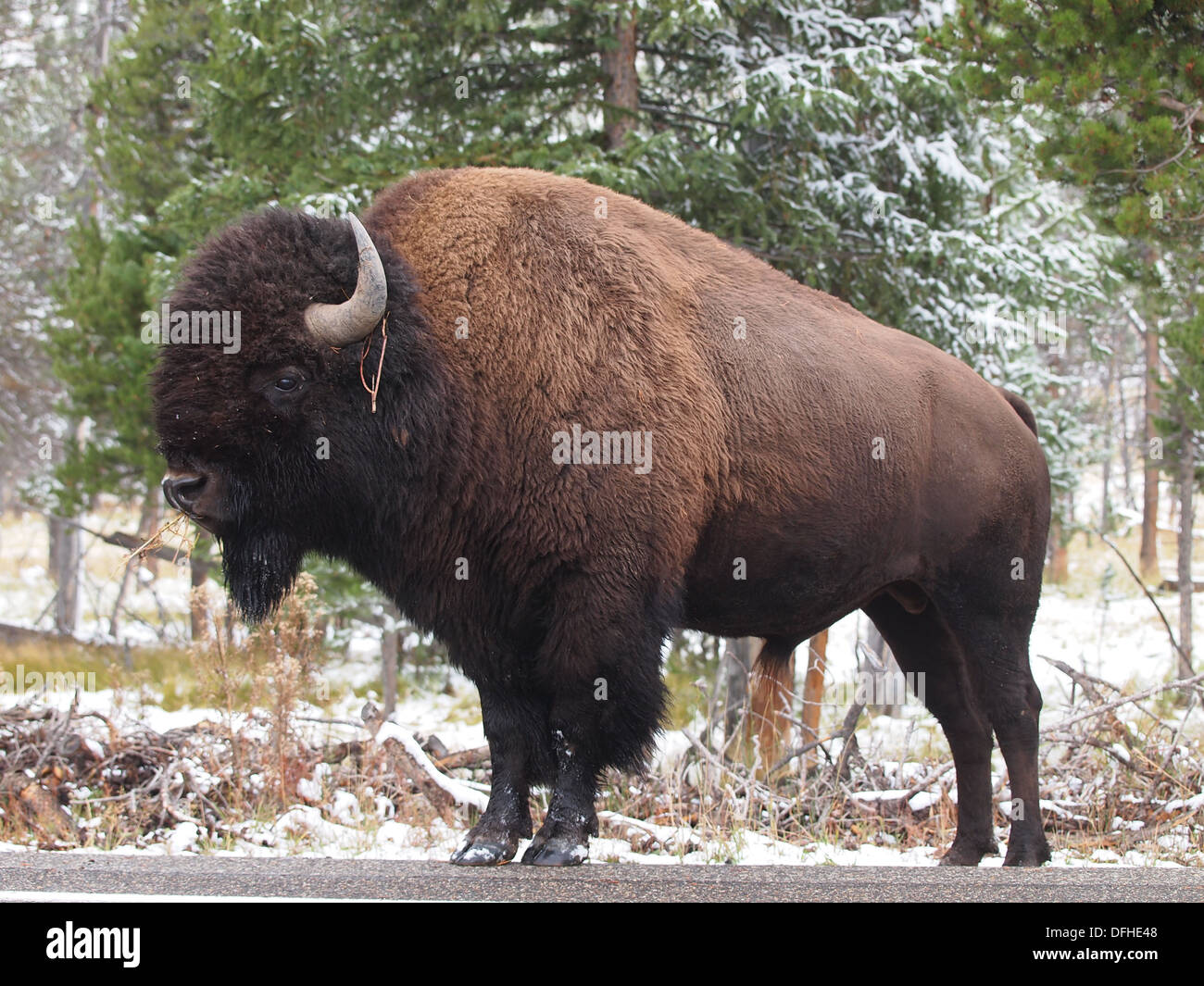Le bison d'Amérique (Buffalo) dans le profil à Parc National de Yellowstone, États-Unis Banque D'Images
