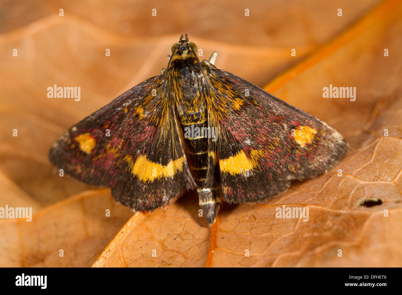 Pyrausta aurata espèce reposant sur une feuille morte Banque D'Images