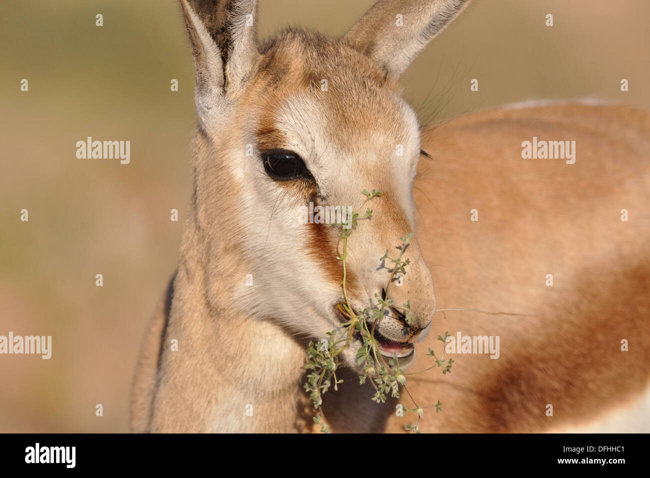 Antidorcas marsupialis springbok, jeunes, manger des fleurs, Kgalagadi Transfrontier Park, Northern Cape, Afrique du Sud Banque D'Images