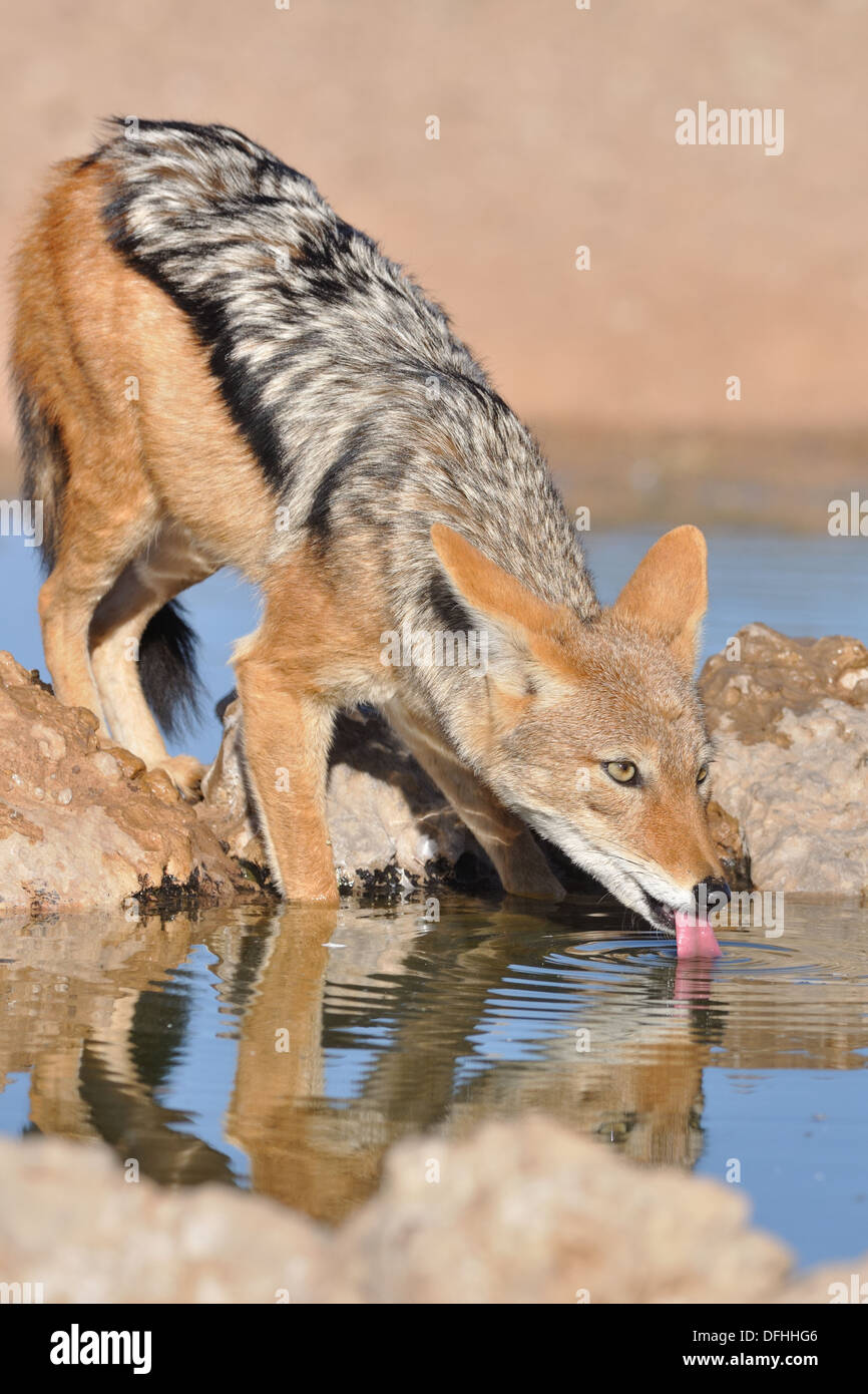 Le chacal à dos noir (Canis mesomelas), boire au waterhole, Kgalagadi Transfrontier Park, Northern Cape, Afrique du Sud, l'Afrique Banque D'Images