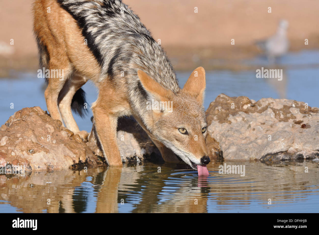 Le chacal à dos noir (Canis mesomelas), boire au waterhole, Kgalagadi Transfrontier Park, Northern Cape, Afrique du Sud, l'Afrique Banque D'Images