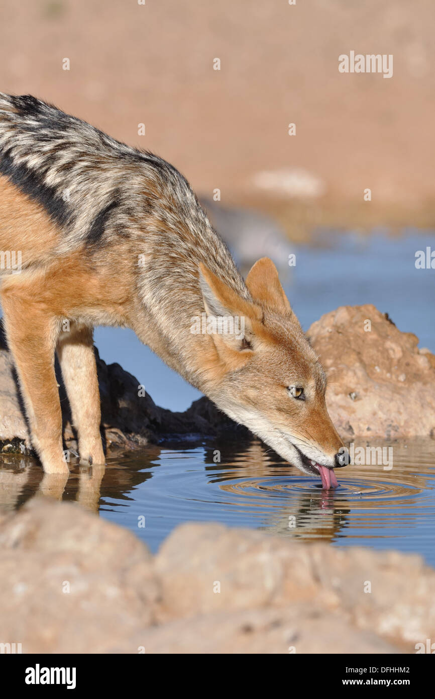Le chacal à dos noir (Canis mesomelas), boire au waterhole, Kgalagadi Transfrontier Park, Northern Cape, Afrique du Sud, l'Afrique Banque D'Images