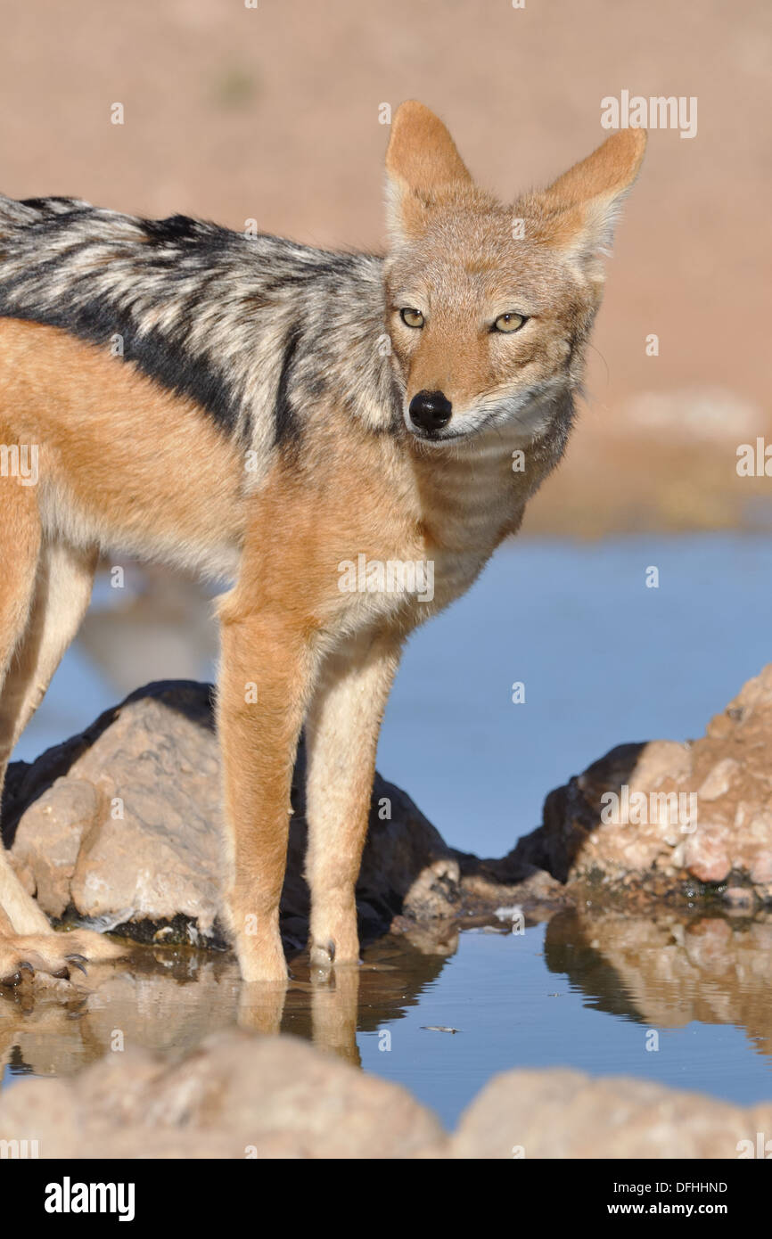 Le chacal à dos noir (Canis mesomelas), debout à trou d'eau, alerte, Kgalagadi Transfrontier Park, Northern Cape, Afrique du Sud, l'Afrique Banque D'Images