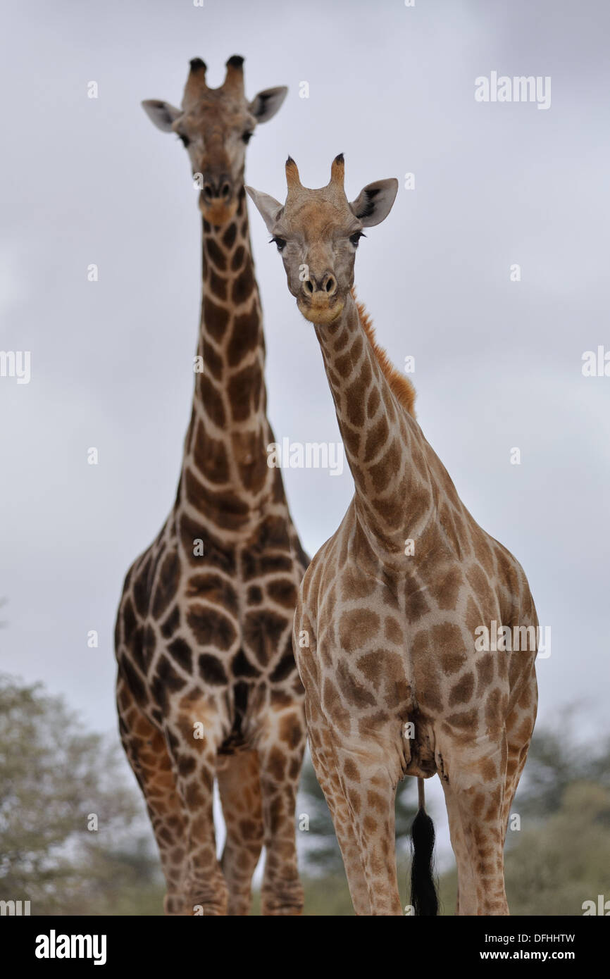 Les girafes de l'Afrique du Sud (Giraffa camelopardalis), face caméra, Kgalagadi Transfrontier Park, Northern Cape, Afrique du Sud, l'Afrique Banque D'Images
