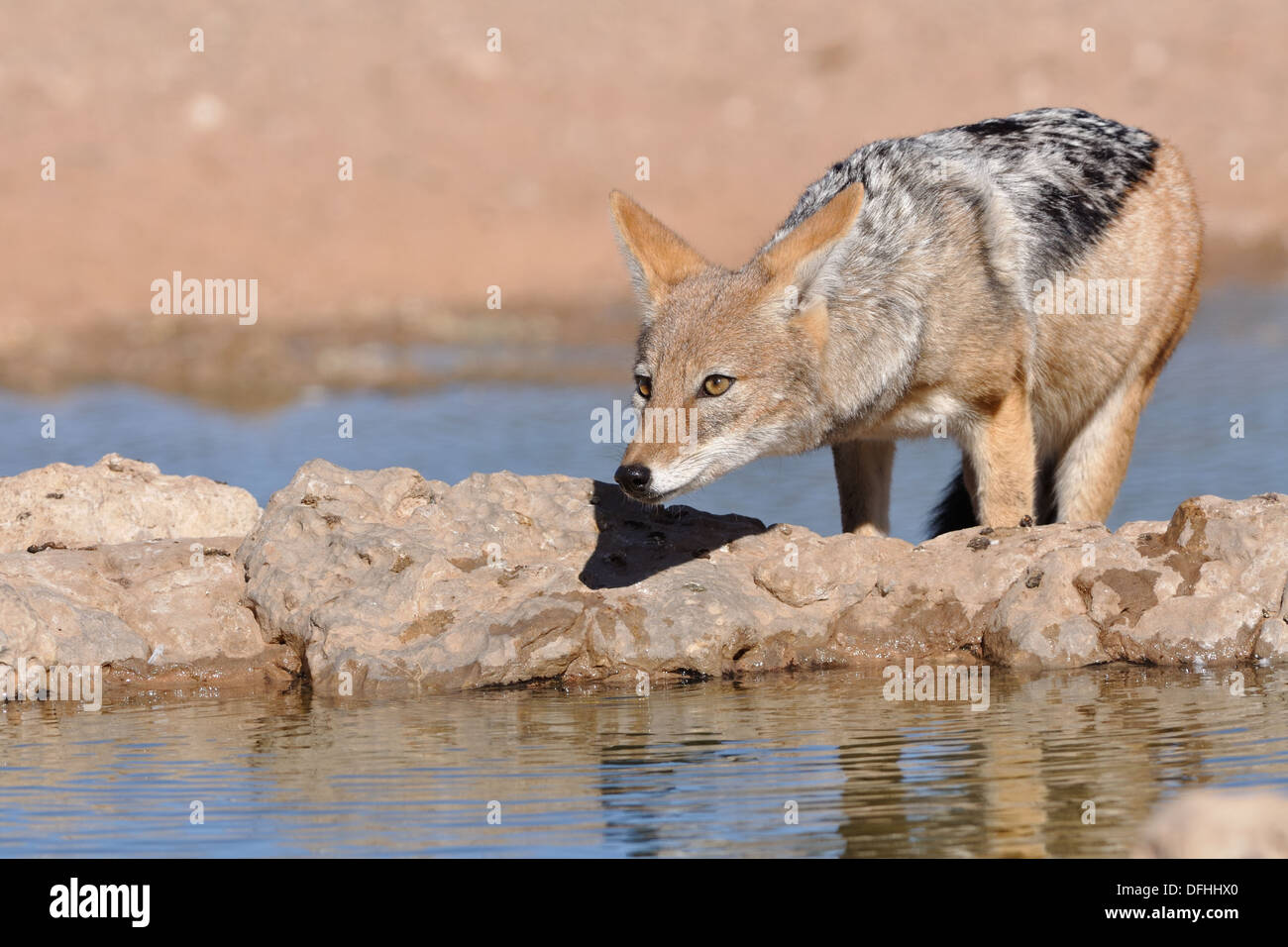 Le chacal à dos noir (Canis mesomelas), debout à trou d'eau, alerte, Kgalagadi Transfrontier Park, Northern Cape, Afrique du Sud, l'Afrique Banque D'Images