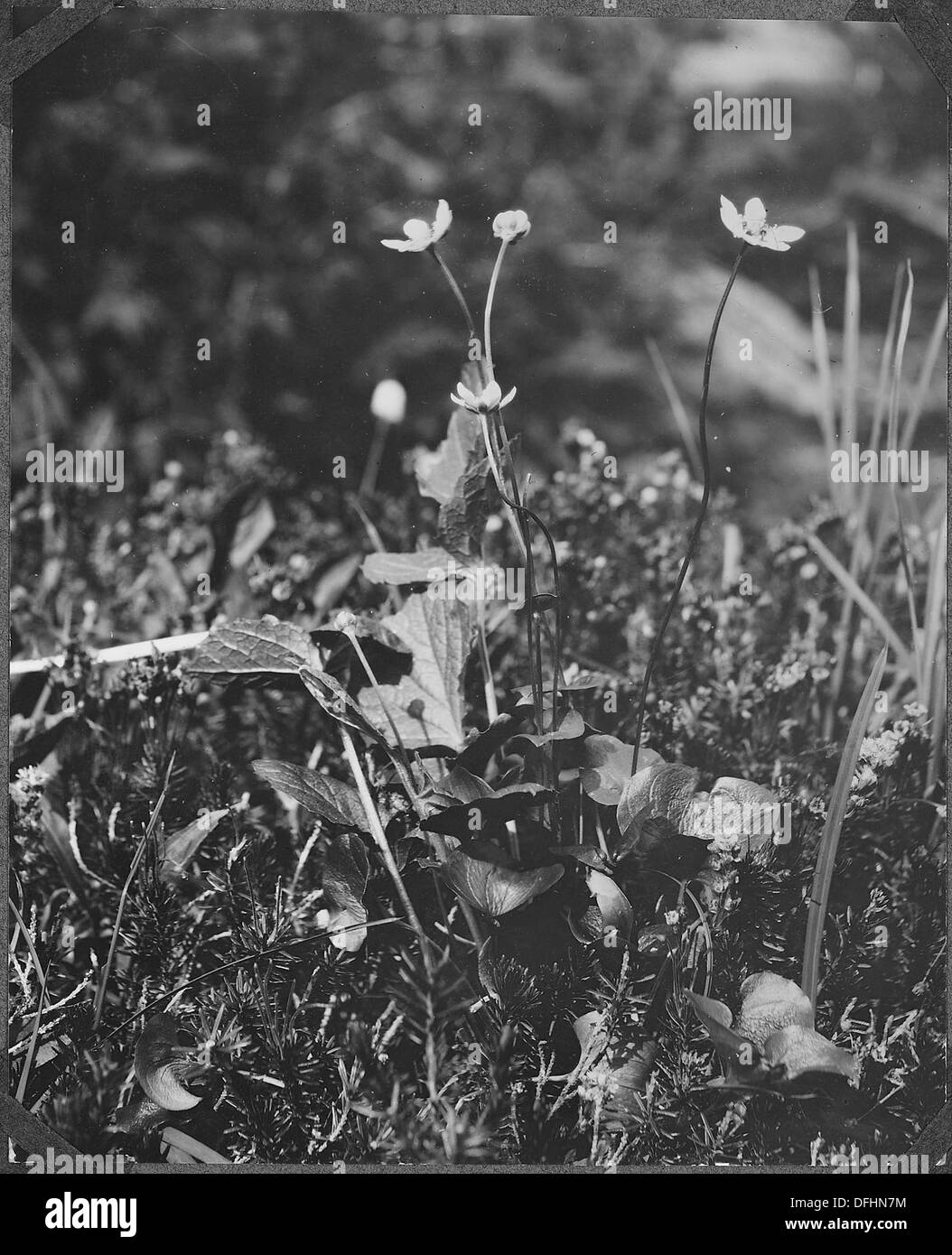 L'herbe de Parnassus, une espèce végétale distinctive trouvée dans la forêt nationale olympique, est connue pour ses fleurs blanches en forme d'étoile et son habitat dans les zones humides de la forêt. Banque D'Images