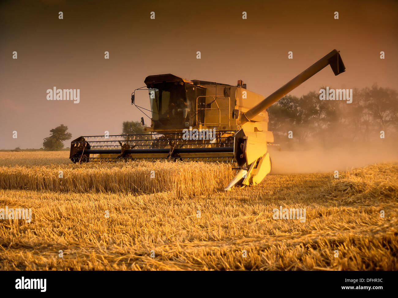 Moissonneuse-batteuse jaune dans le champ de travail dans la lumière du soir Banque D'Images