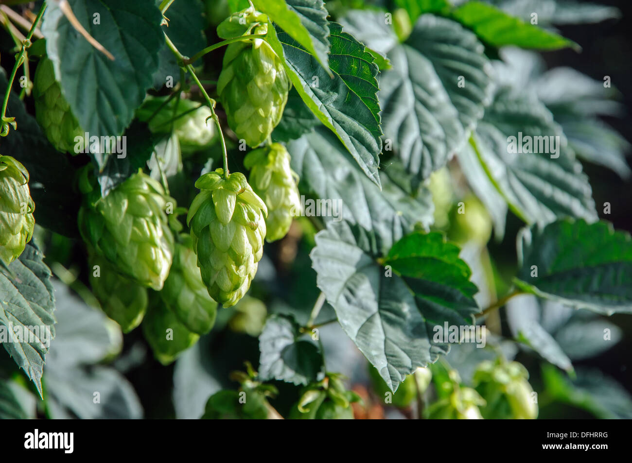 Fleurs de houblon houblon Banque D'Images