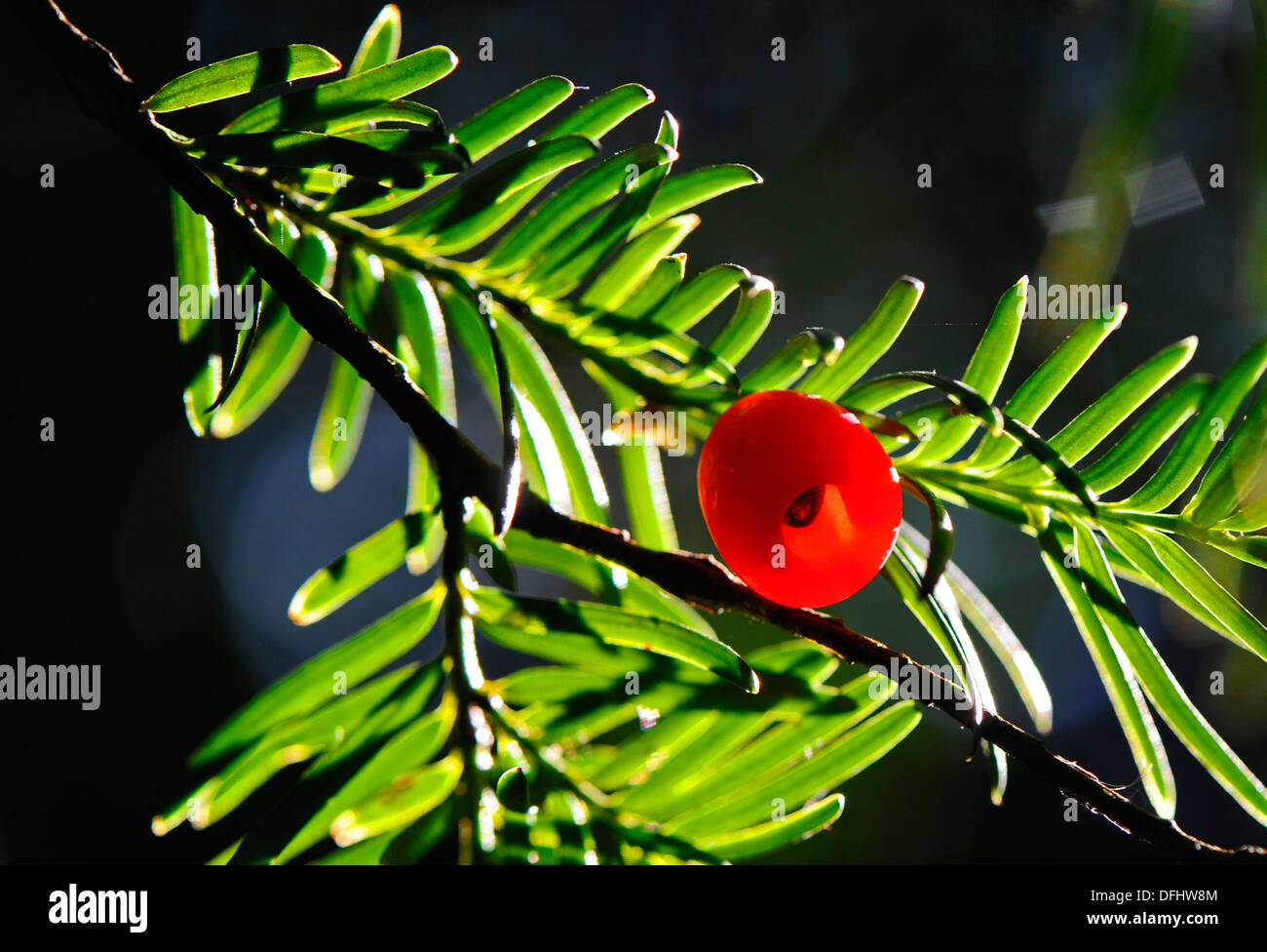 Les baies mûres toxique de l'arbre d'If Banque D'Images