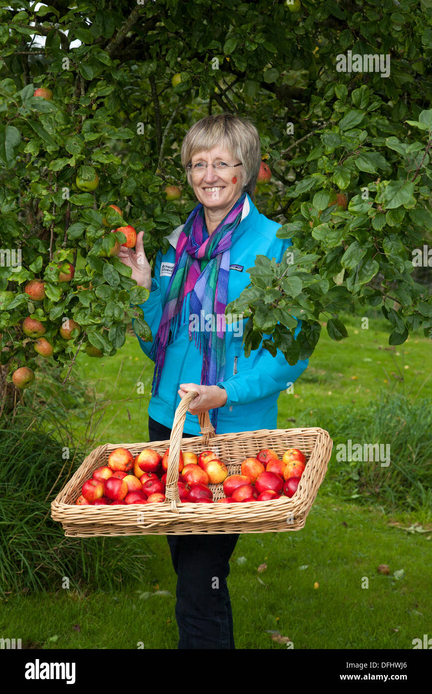 Cueillette des pommes à Arnside, Silverdale, Royaume-Uni. 5 octobre 2013. Mme Barbara Henneberry Agente de communication et de financement, jardinière à la cinquième Journée de la pomme AONB d'Arnside, avec des pommes Discovery mangeant, à Briery Bank Orchard, Arnside. Il y a beaucoup de pommes en vente, des expositions sur la faune, des experts en identification des pommes qui se concoctent sur des variétés rares et beaucoup de jus fraîchement pressés - la presse aux pommes a travaillé dur toute la journée pour satisfaire la soif de près de 1000 visiteurs. Banque D'Images