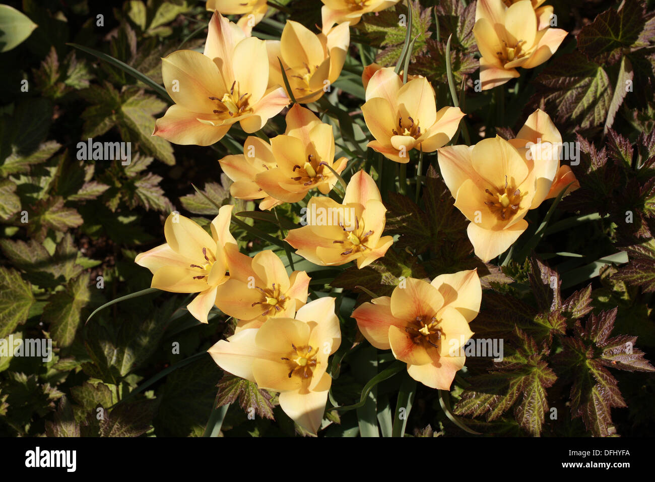 Tulipes jaunes, Tulipa batalinii abricot 'Jewel', Liliaceae. Banque D'Images