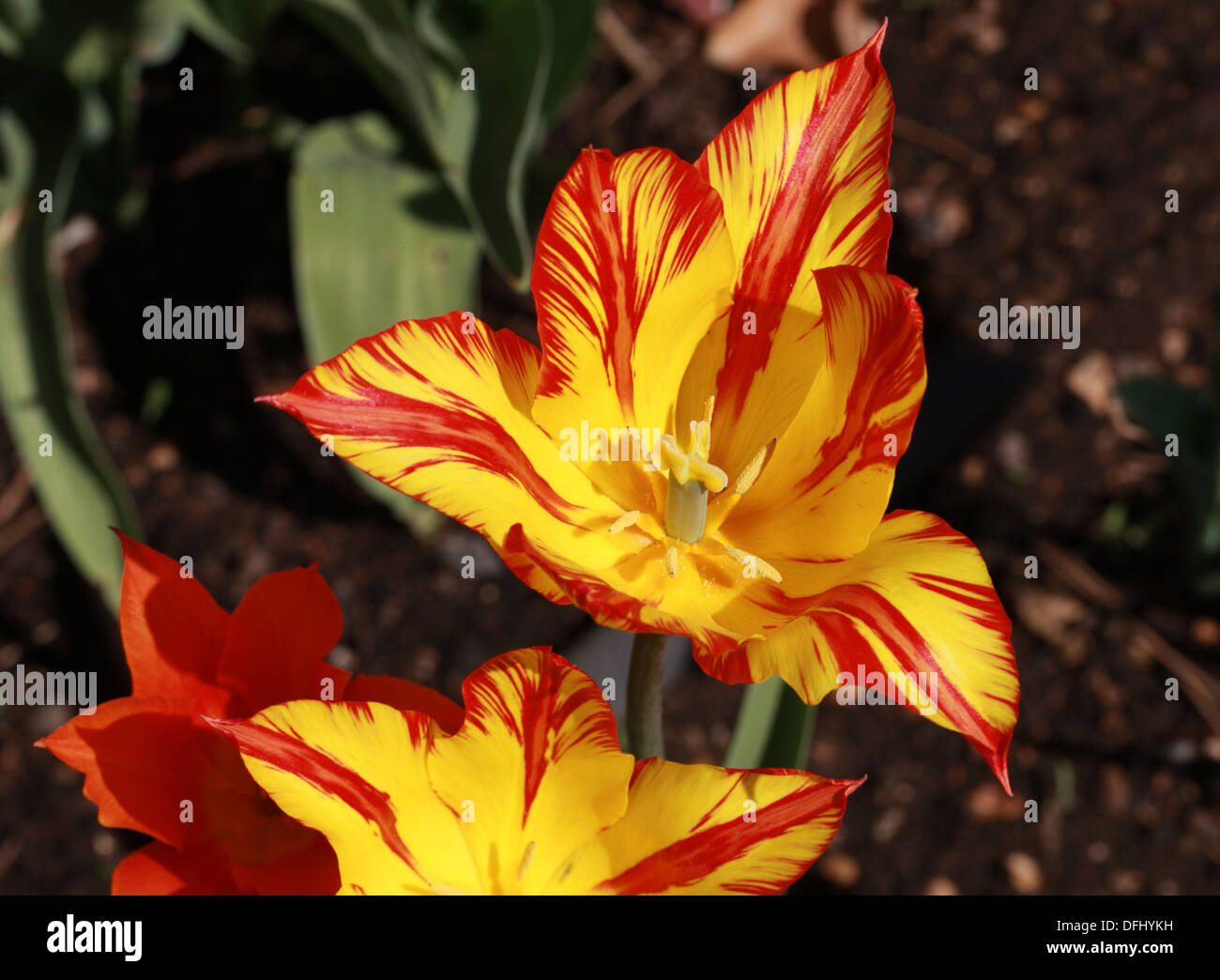 Tulipes rouges et jaunes, Tulipa 'Ballerina', Liliaceae. Le cultivar. Banque D'Images