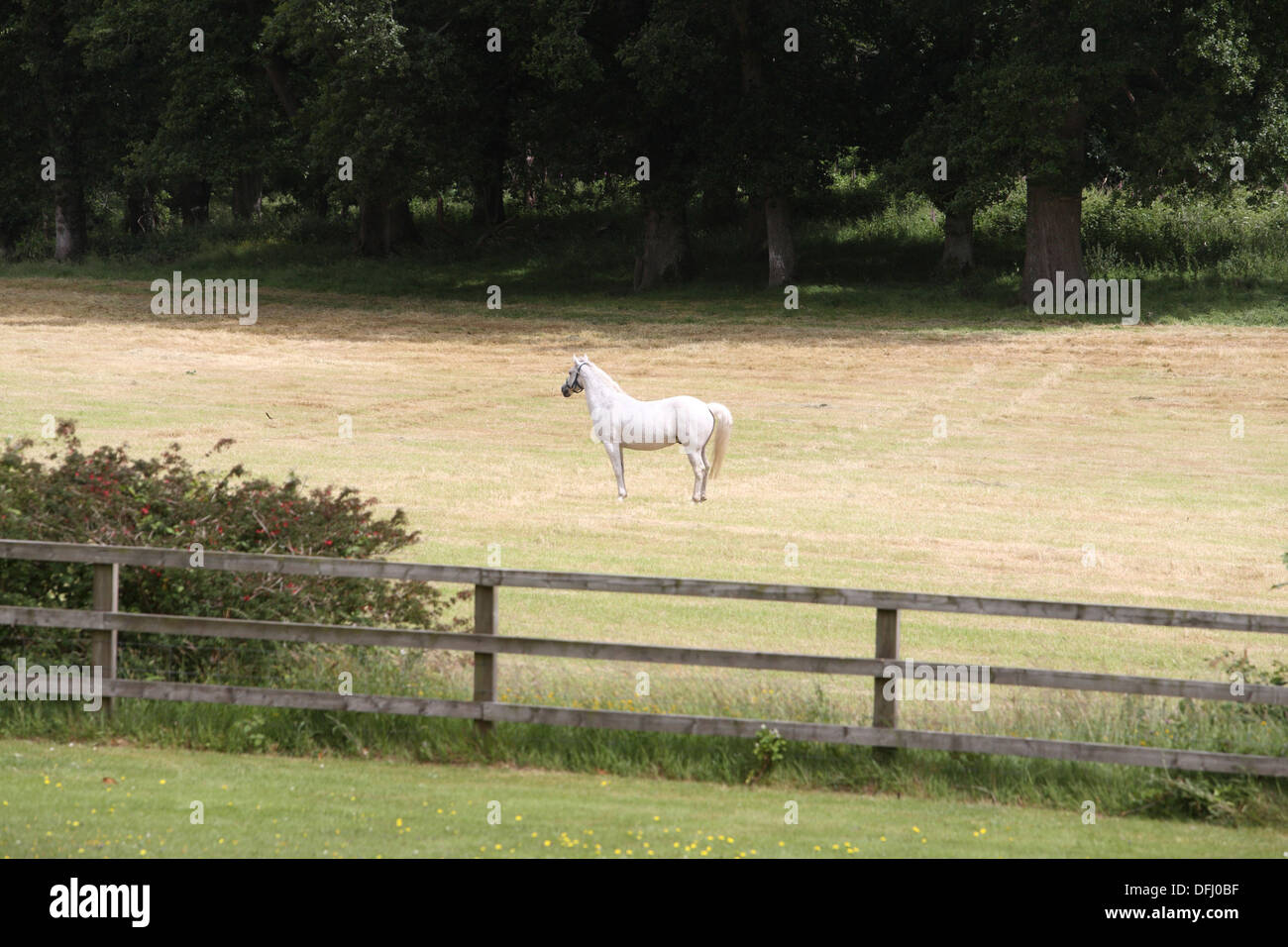 Cheval en liberté dans un champ Banque D'Images