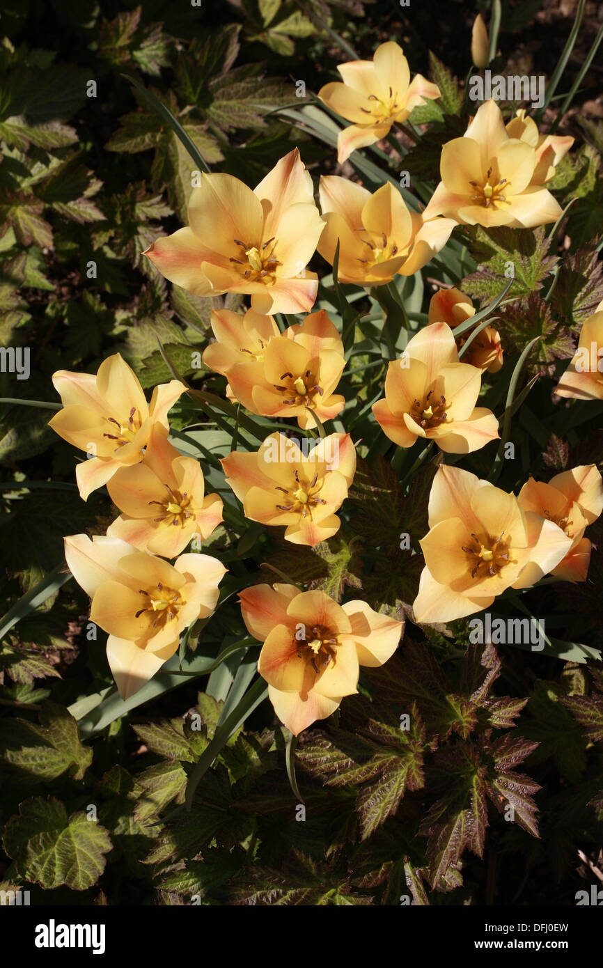 Tulipes jaunes, Tulipa batalinii abricot 'Jewel', Liliaceae. Banque D'Images
