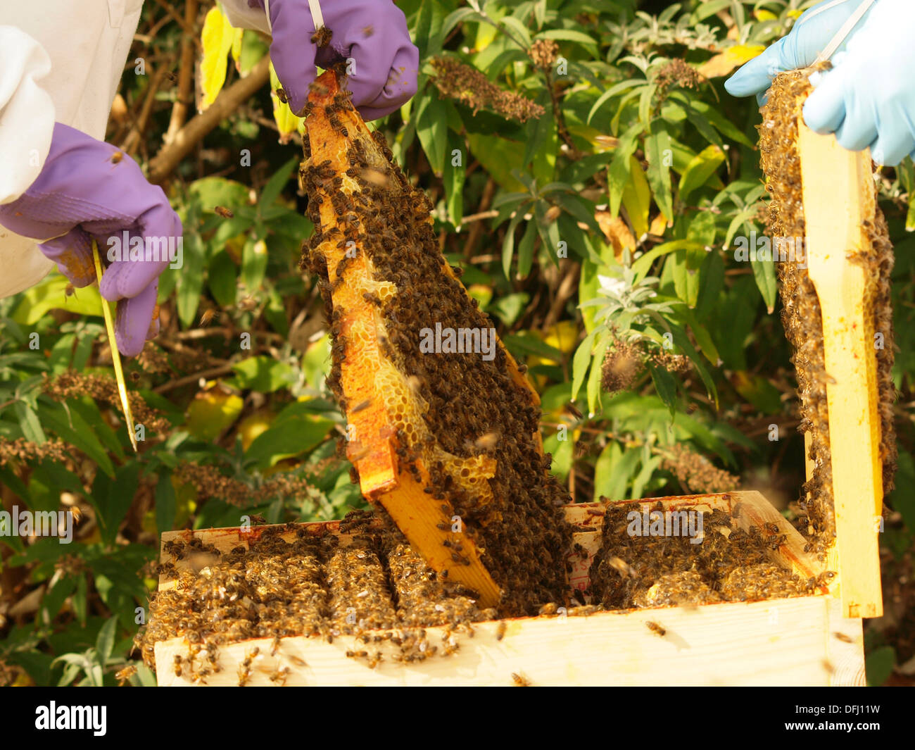 Les abeilles à miel anglais Banque D'Images