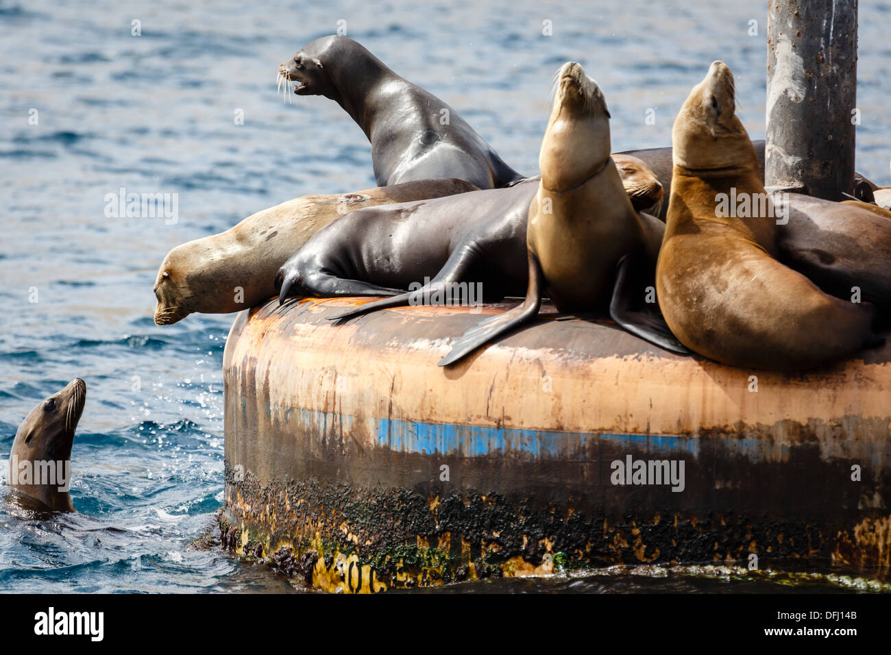 Les lions de mer se rassemblent sur l'empilement des aboiements et le soleil eux-mêmes Banque D'Images
