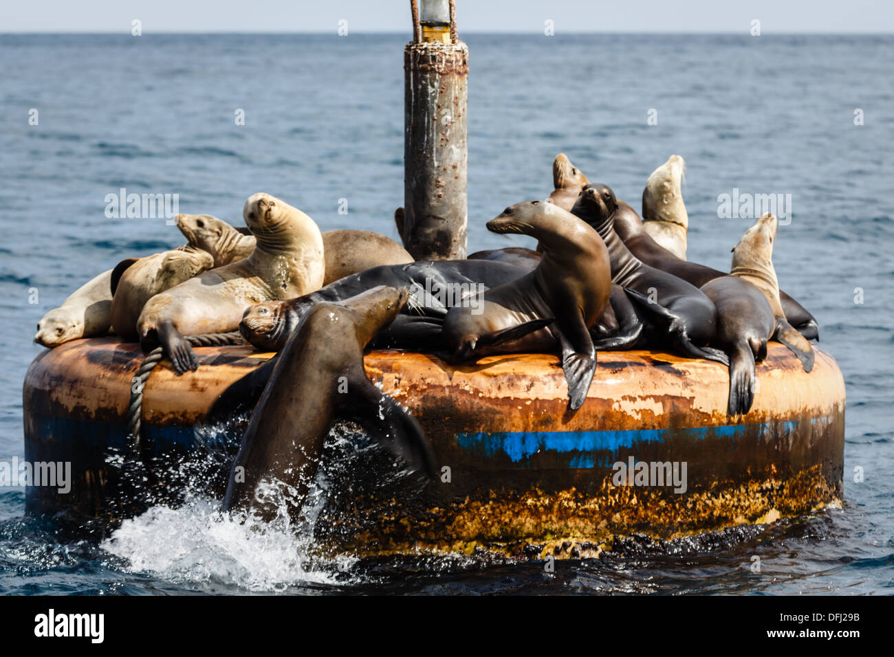 Les lions de mer empilés sur le marqueur de canal encouragent les nouvelles arrivées Banque D'Images