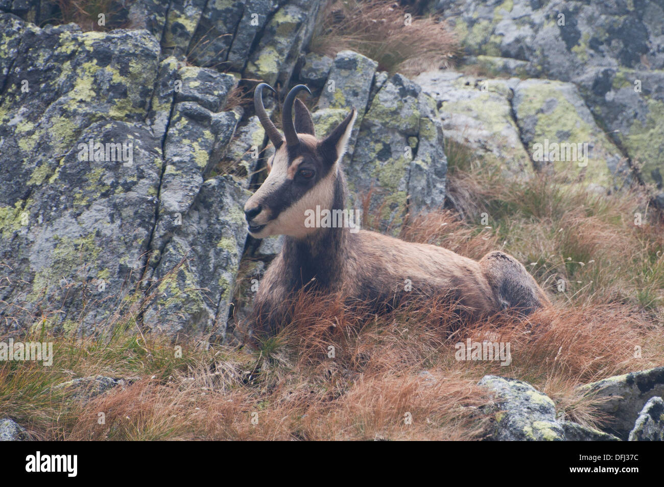 Chamois dans montagnes Tatras, en Slovaquie. Banque D'Images