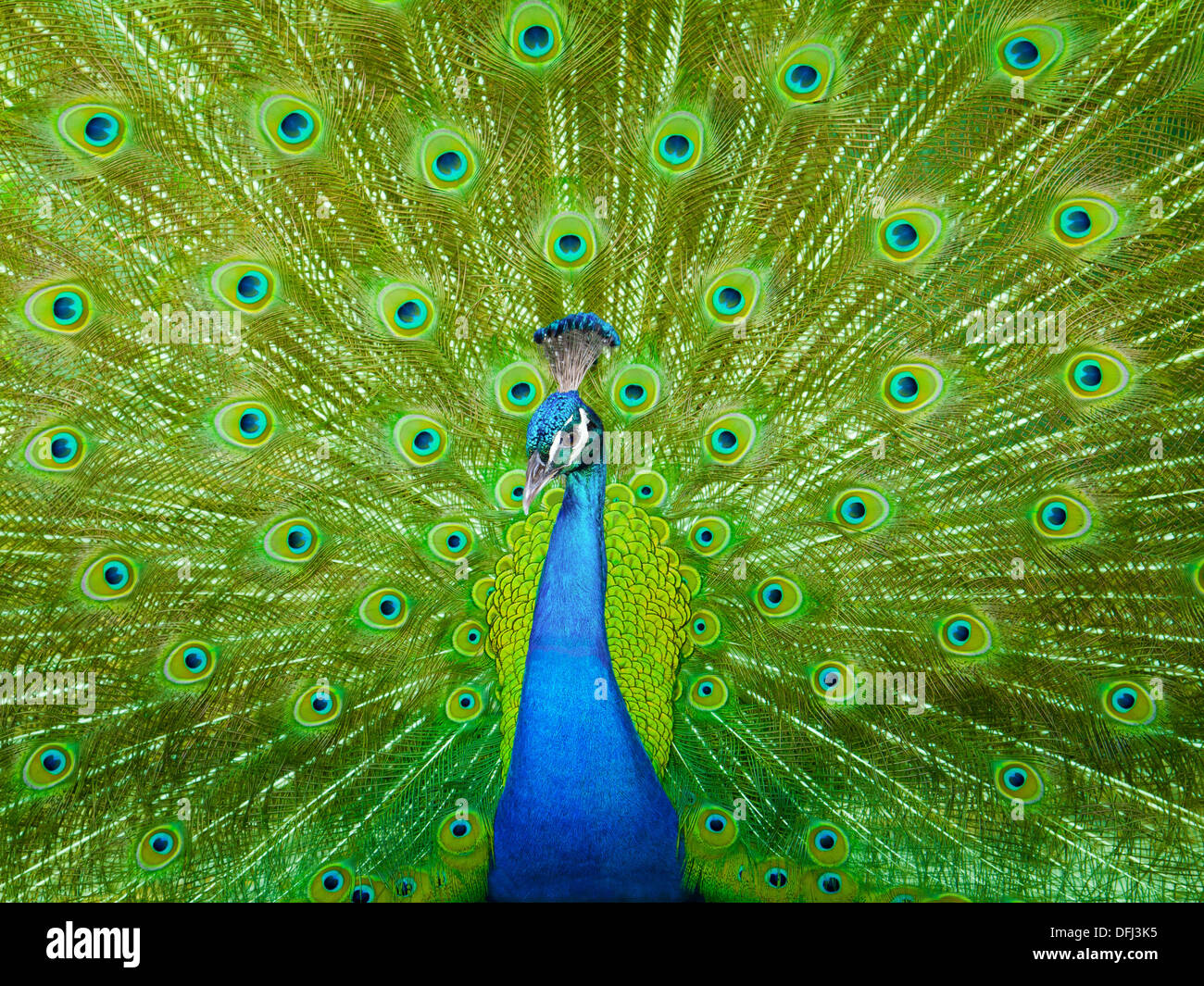 Peacock (Pavo cristatus) - Parc national de Corbett, Inde. Banque D'Images