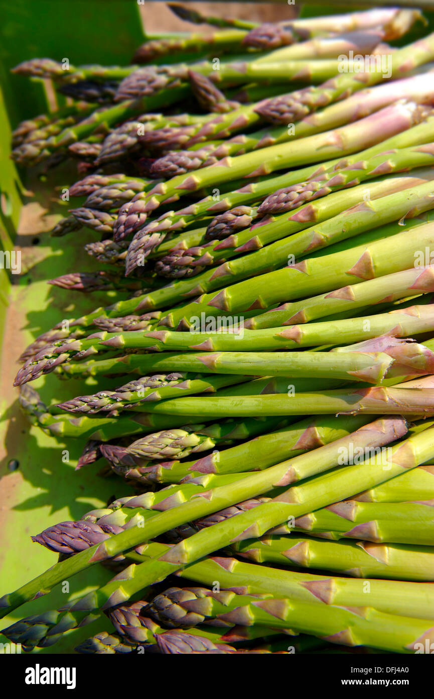 Asperges fraîches juste pris dans un champ d'asperges Banque D'Images