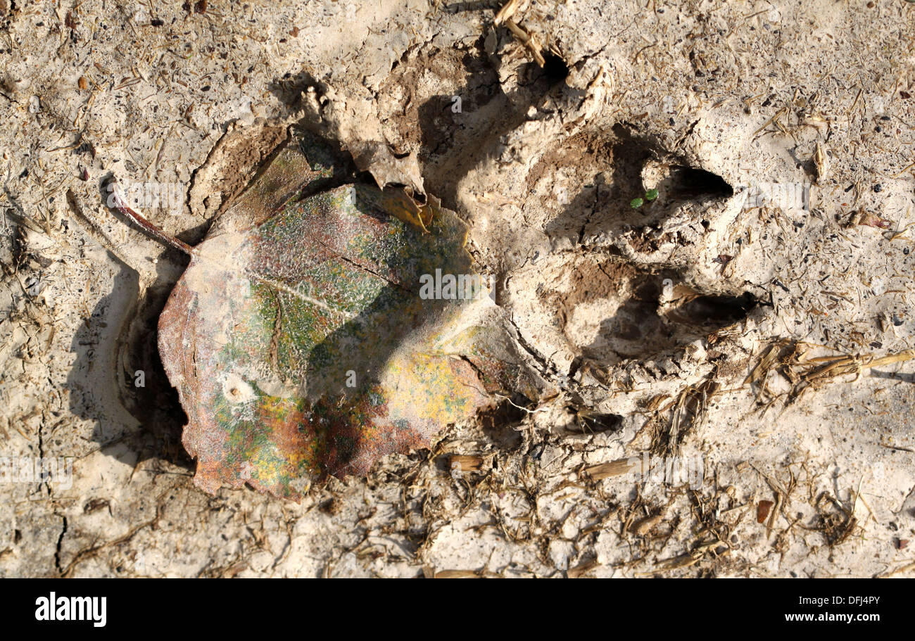 Pattes suivant sur le terrain Banque D'Images