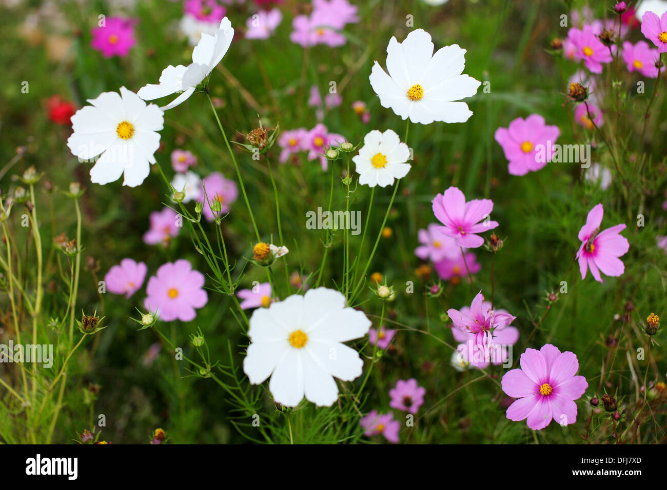 Cosmos rose et blanc fleurs sauvages au bord de la route, la Malaisie Photo  Stock - Alamy