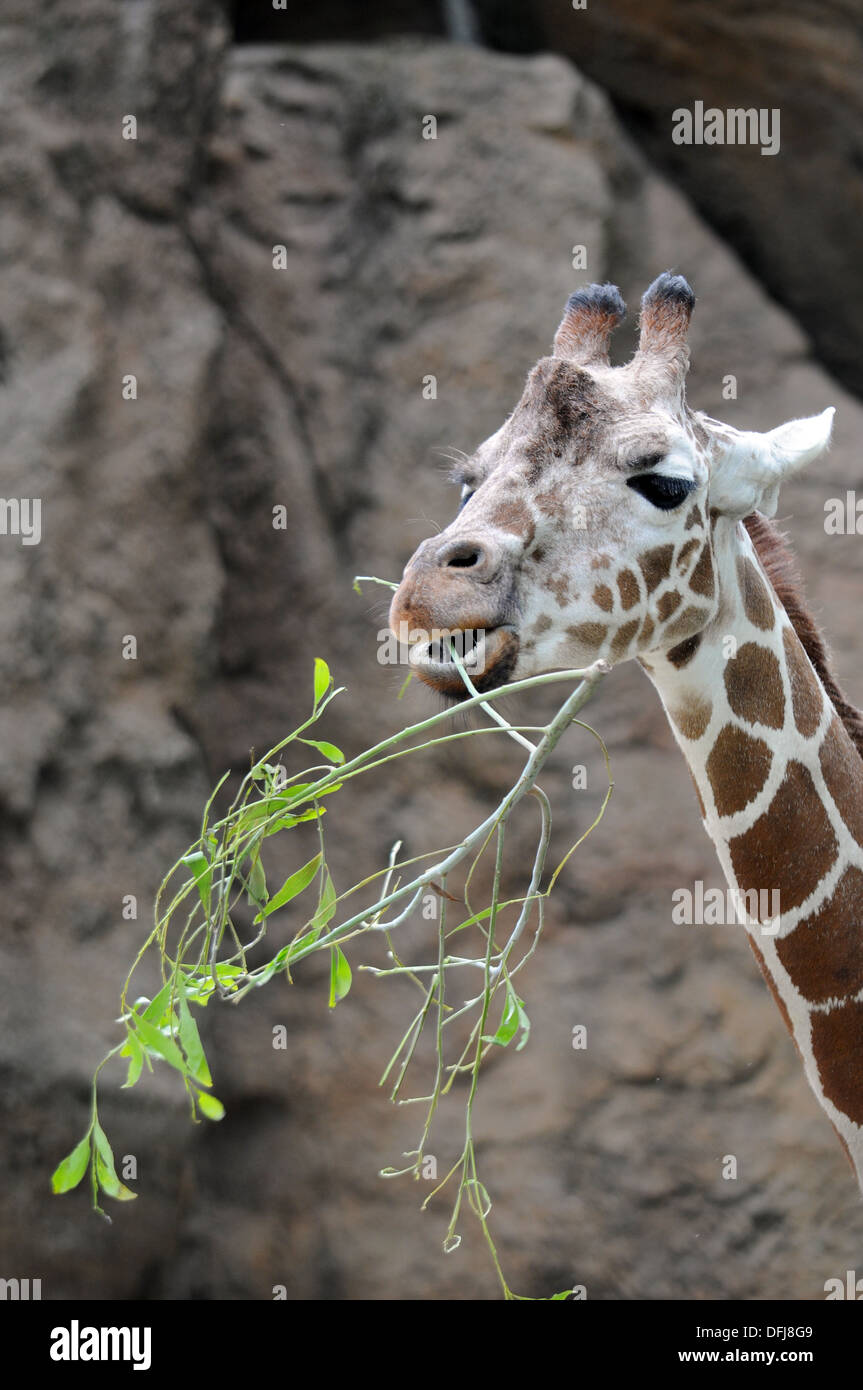 Girafe mange de l'herbe au Zoo de Philadelphie. Banque D'Images