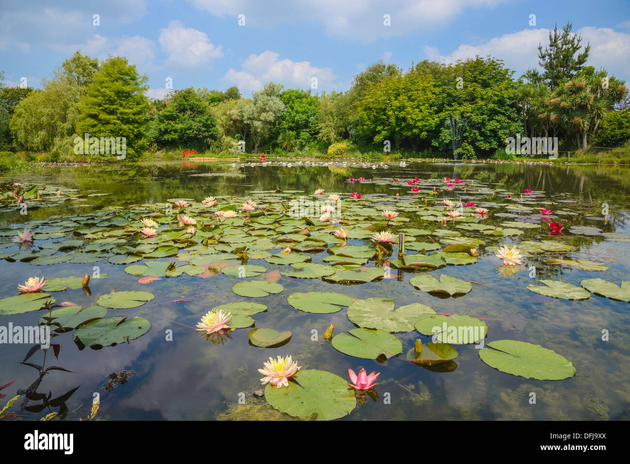 Bennetts Water Gardens, Weymouth, Dorset, Angleterre Banque D'Images