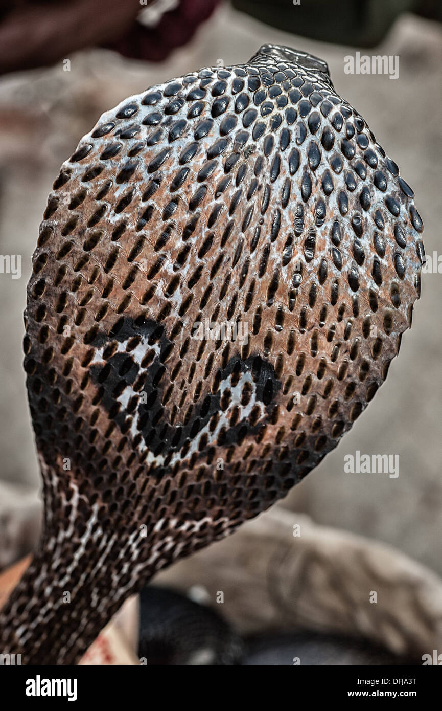 Cobra indien, Naja naja, Alapidae, Varanasi, Inde, Asie Banque D'Images