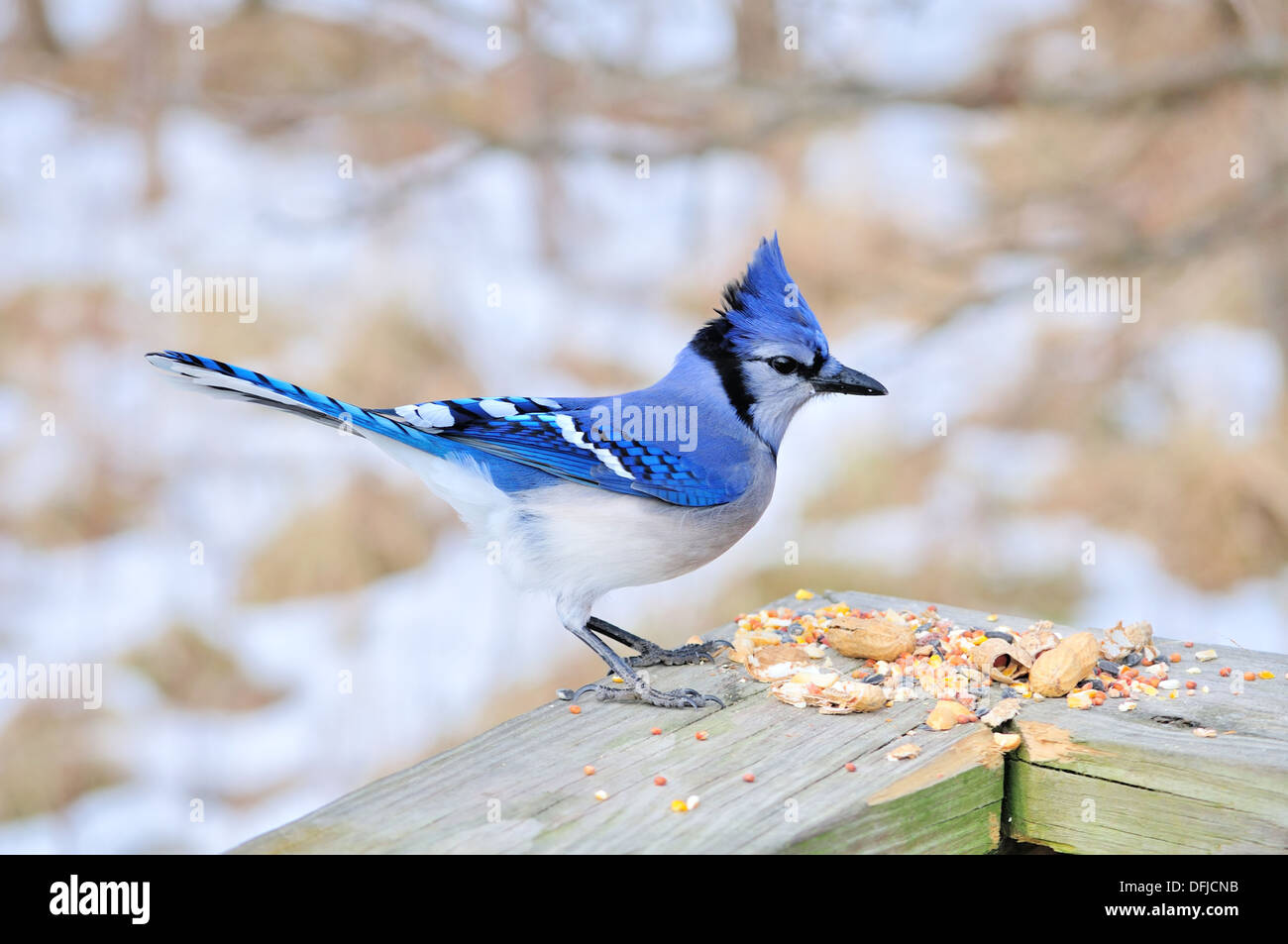 Un geai bleu perché sur un poster avec graines d'oiseaux. Banque D'Images