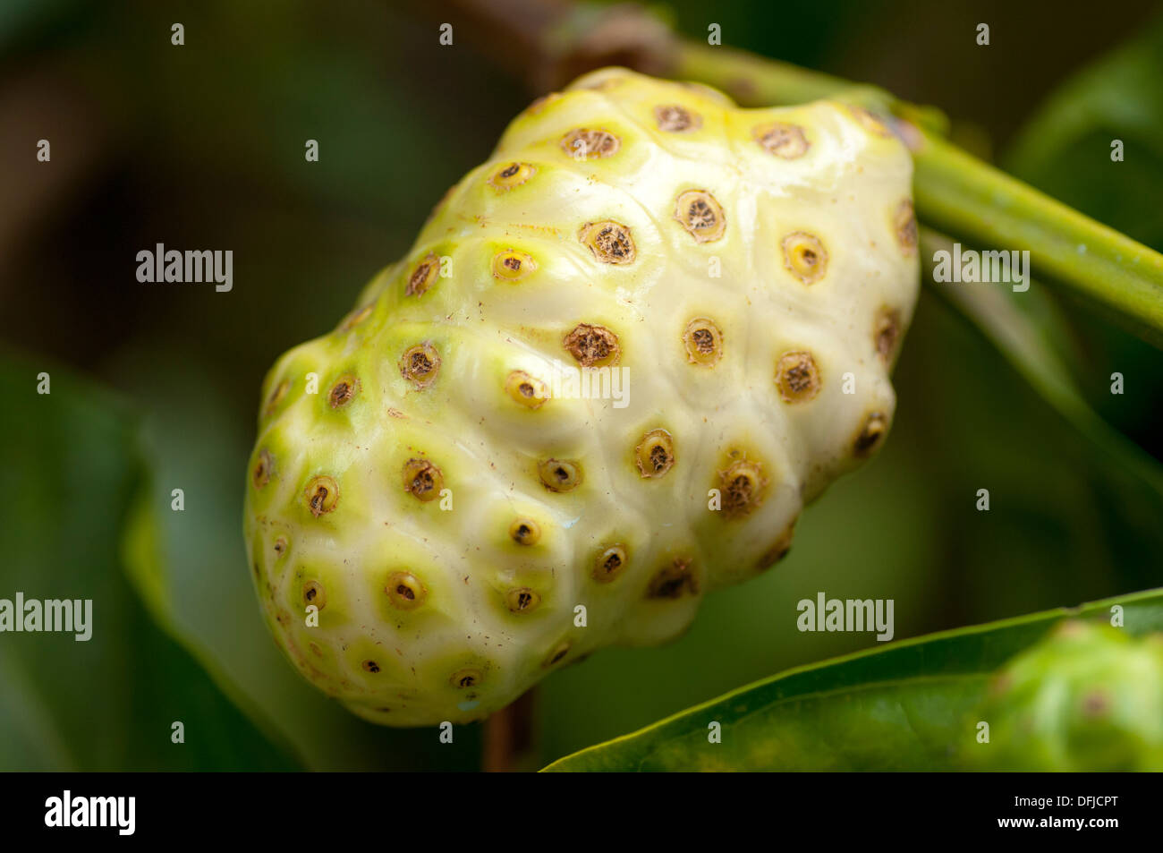 Fruit de noni Banque D'Images