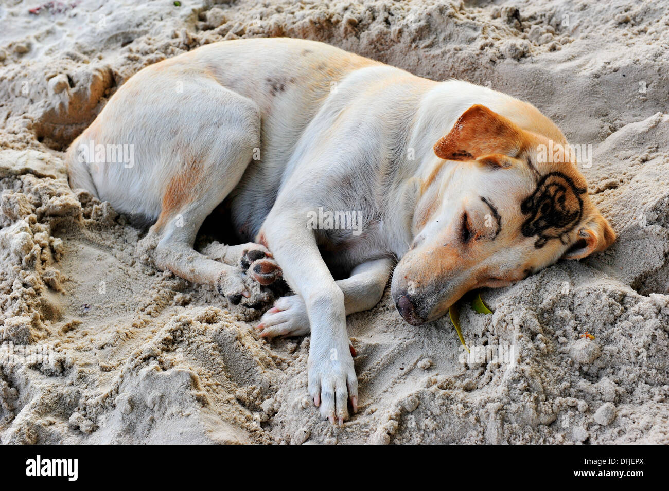 Îles et plages de la Thaïlande - un chien à sourcils tatouage dormir sur Sai Kaew beach (Koh Samet, Thaïlande) Banque D'Images
