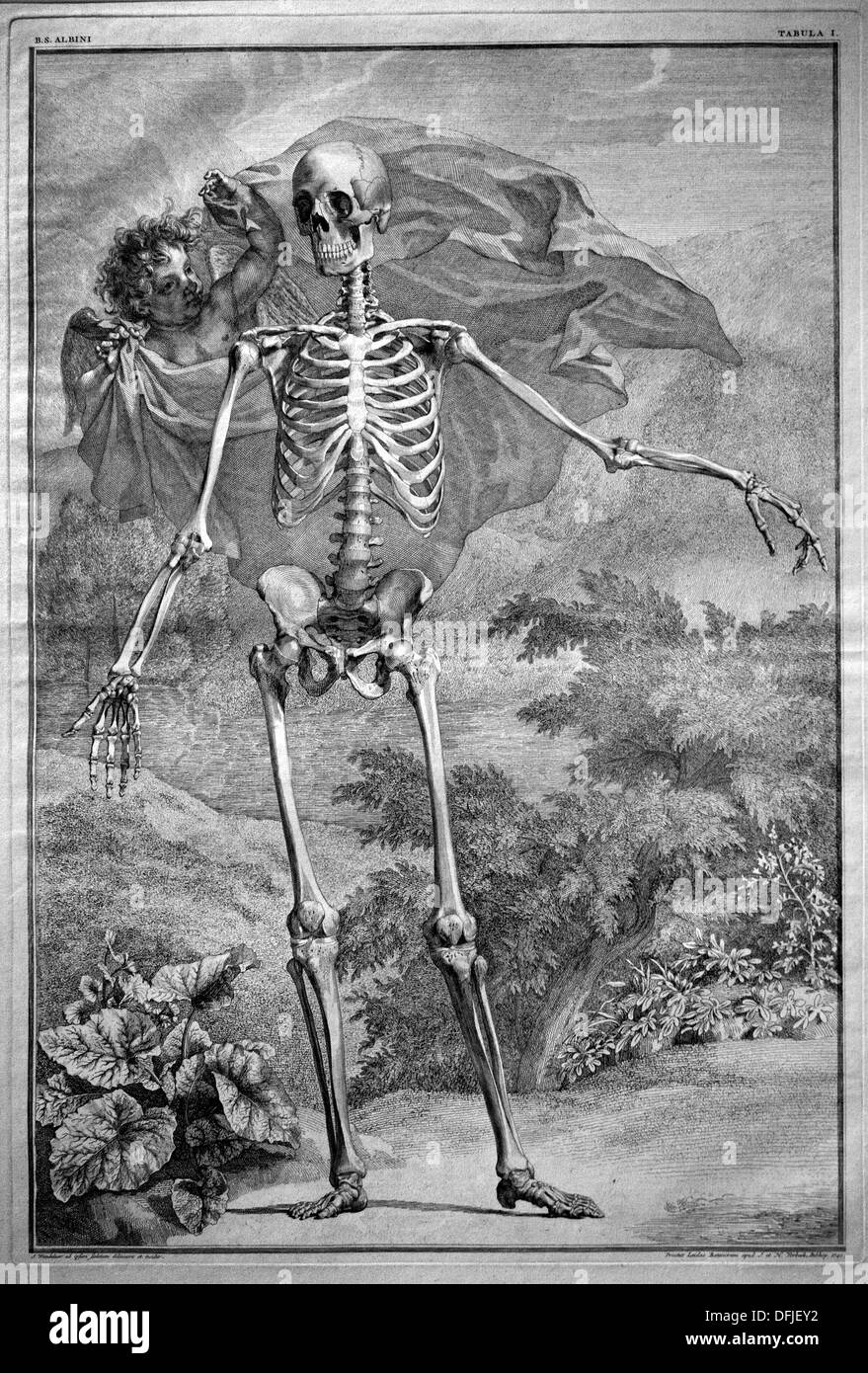 Photos de la criminalité et les muscles du corps humain 1747 Bernhard Siegfried Albinus Leiden Professeur Allemand, Néerlandais Banque D'Images