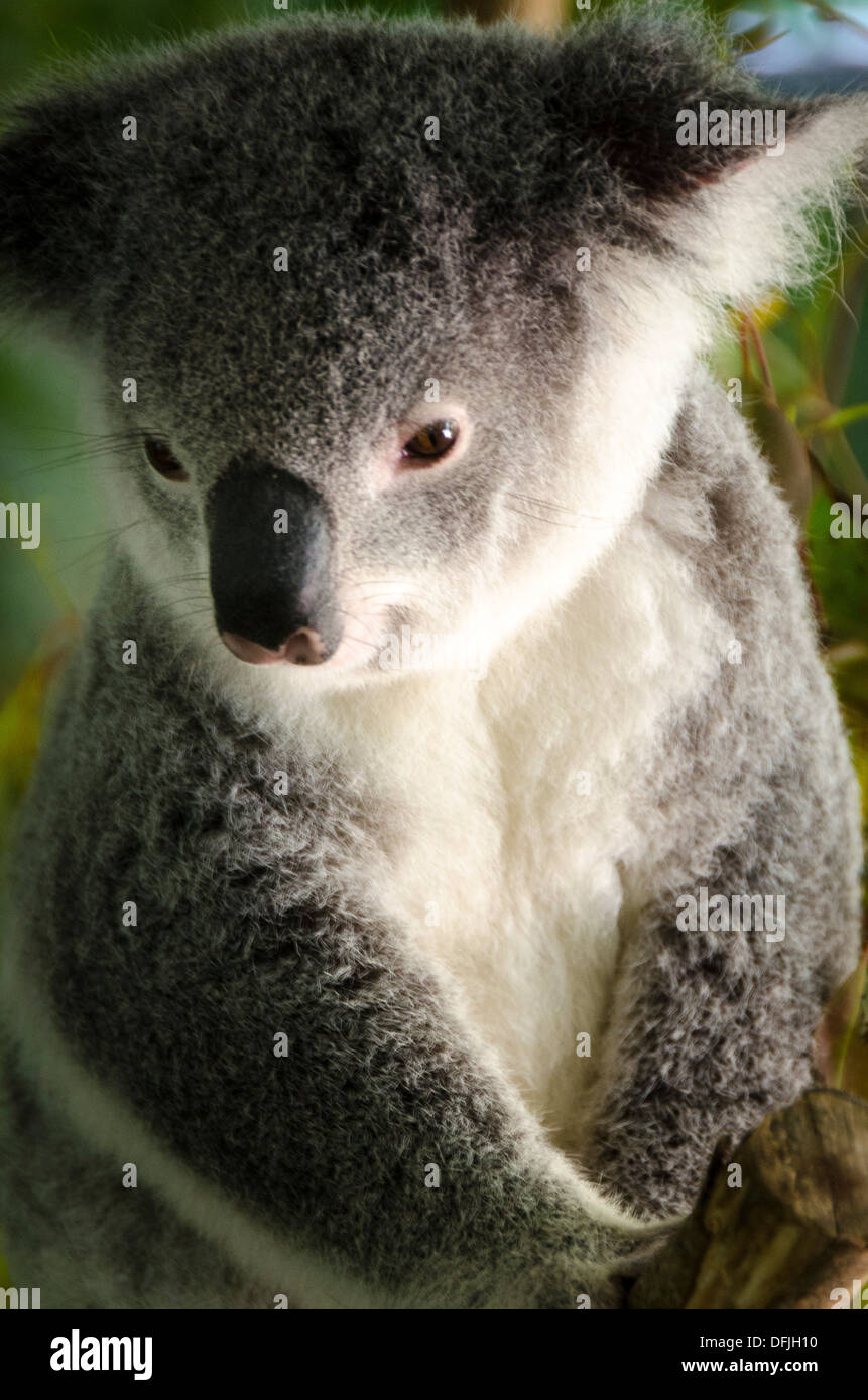 Le Koala, Zoo de l'Australie, Queensland, Australie Banque D'Images