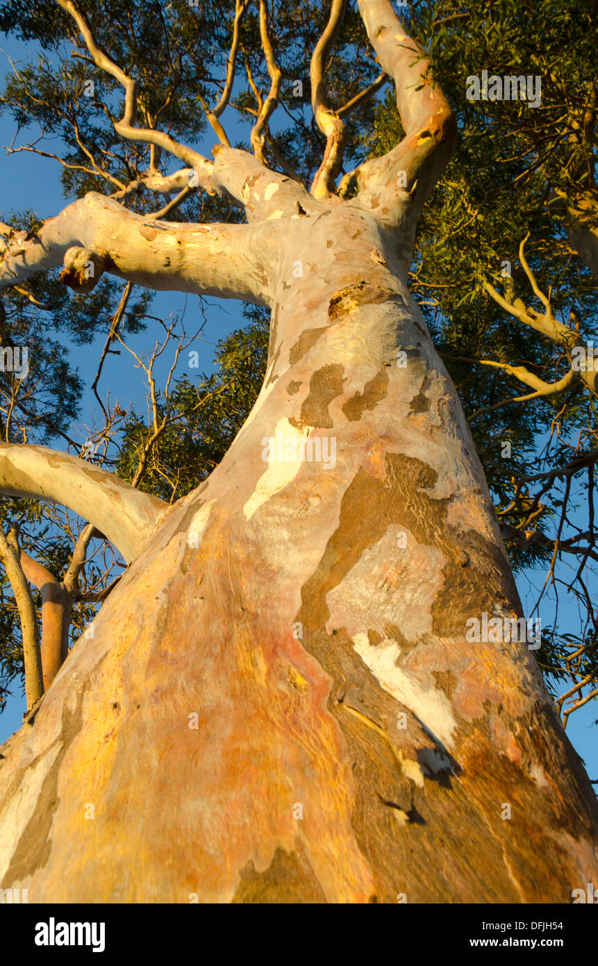 Gum Tree, eucalyptus, avec l'écorce colorée, Hervey Bay, Queensland, Australie Banque D'Images